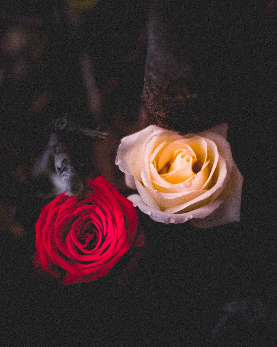 HD Wallpaper By: Ibrahim Shabil #DownloadTheApp #flowers #roses #red #yellow #white #photooftheday #beautiful #wonderful #amazing #awesome #HDWallpaper #wallpaper #Download