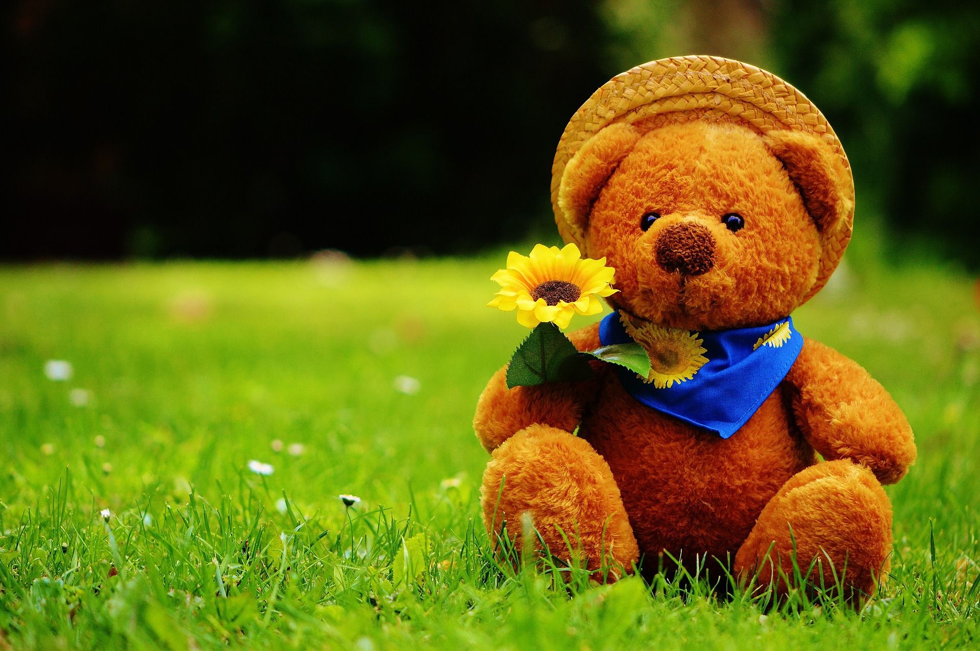 TEDDY BEARS HD WALLPAPERS DOWNLOAD