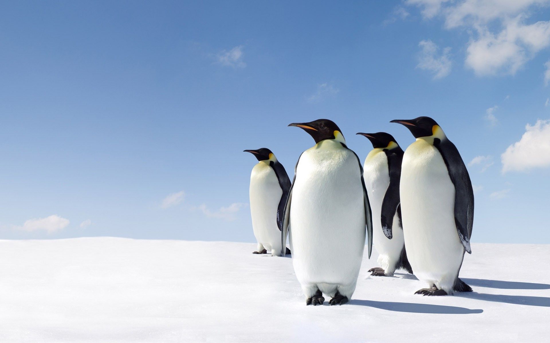 Emperor Penguin Wallpapers - Wallpaper Cave