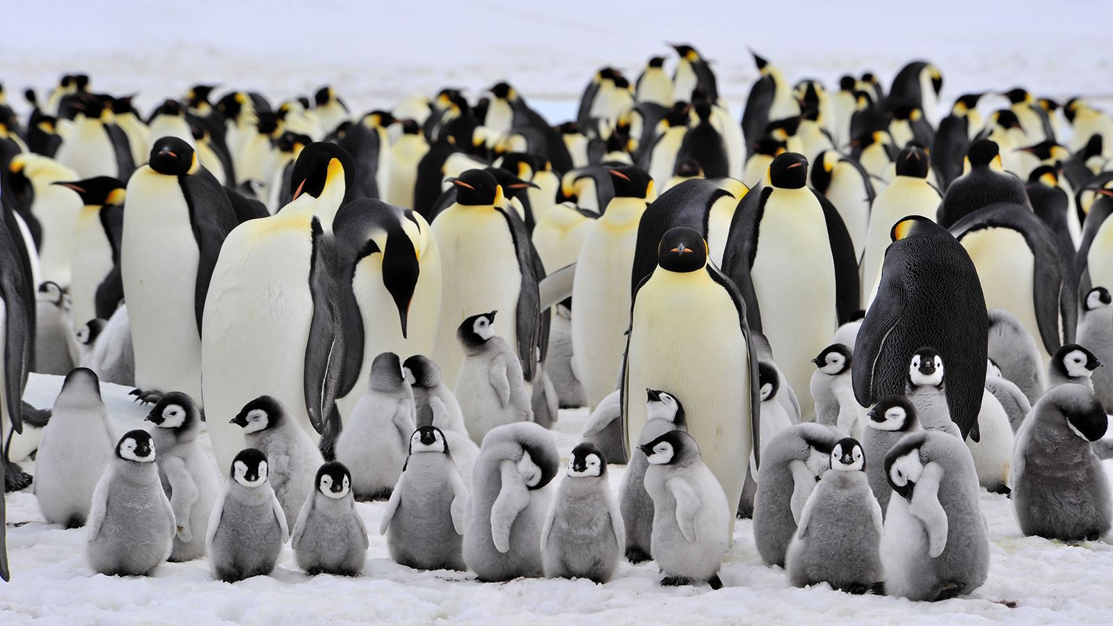 Emperor Penguin wallpaper, Animal, HQ Emperor Penguin pictureK Wallpaper 2019