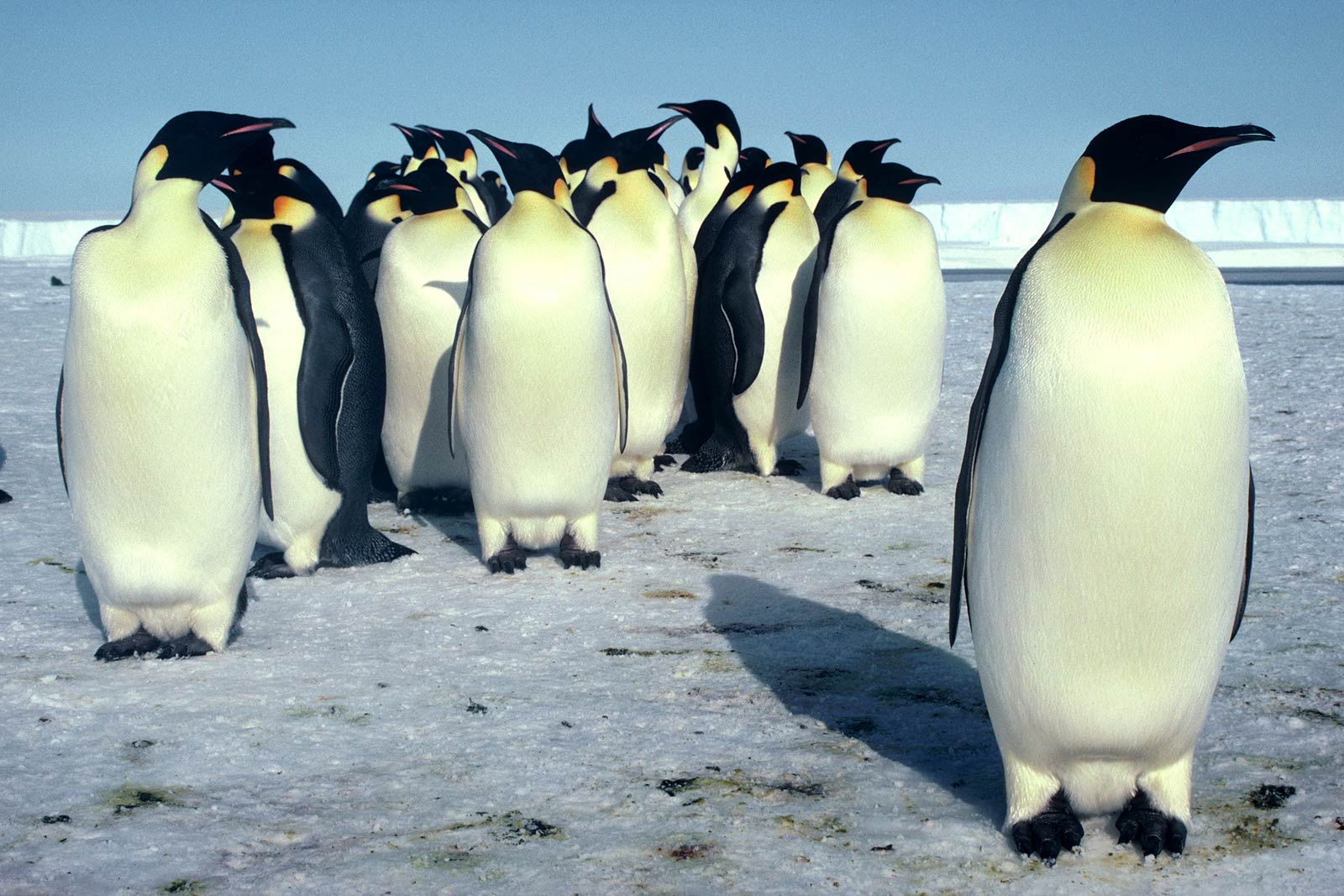 Emperor Penguin Desktop and Mobile Wallpaper