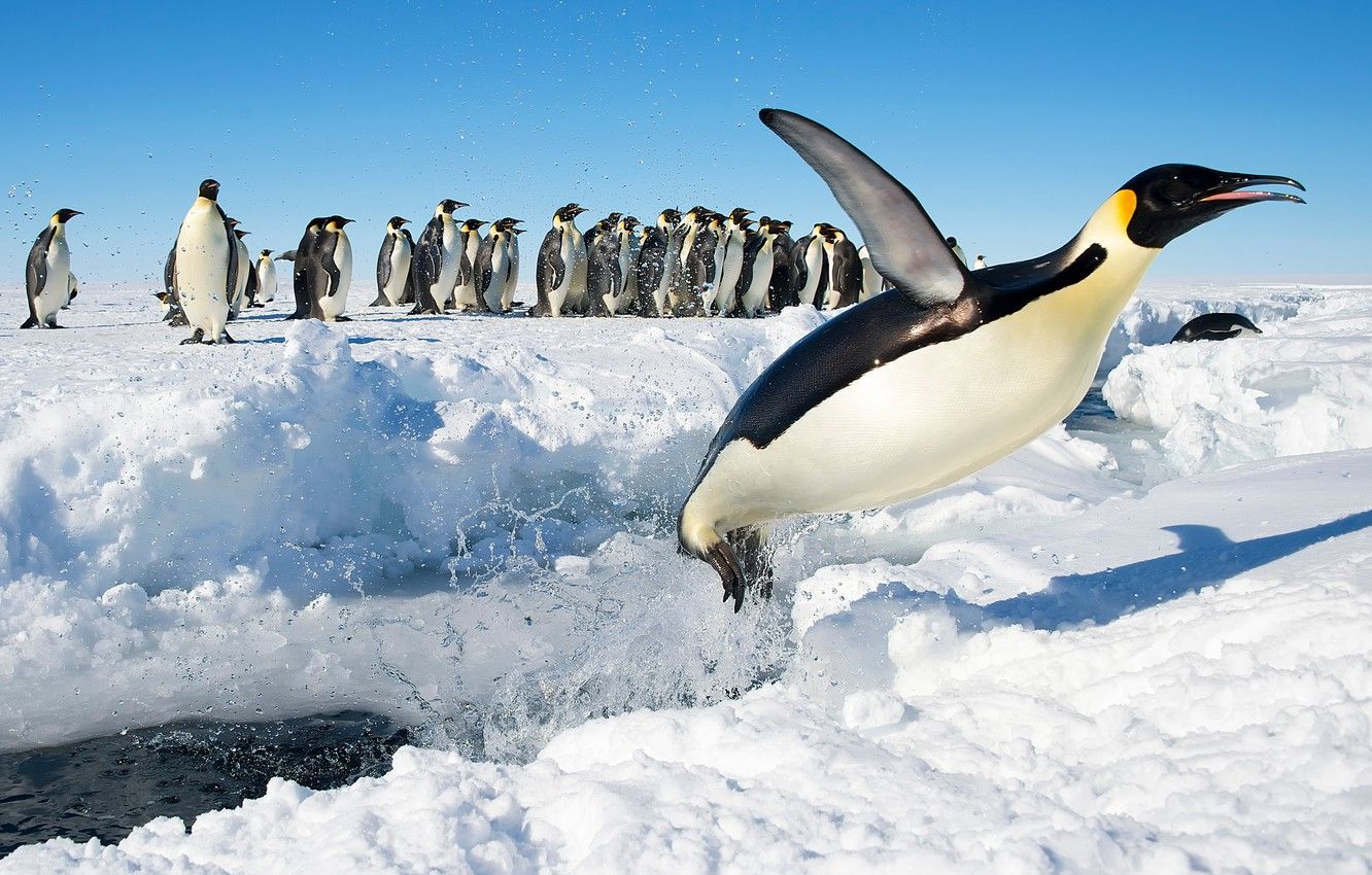 Wallpaper snow, birds, jump, penguins, Antarctica, Emperor penguin image for desktop, section животные