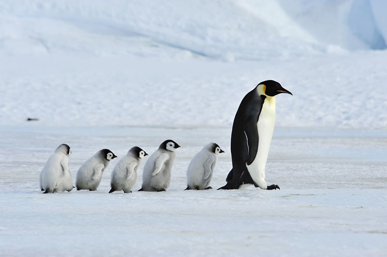 Wallpaper Family Cubs Mother Emperor Penguins Animals