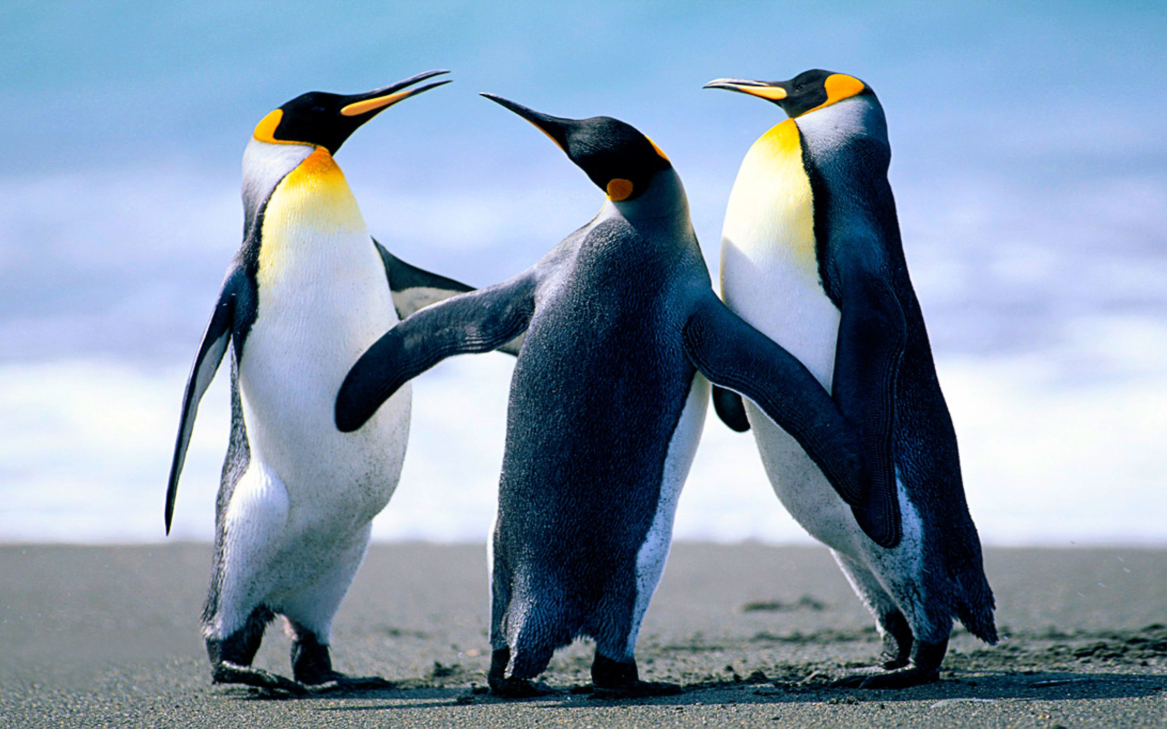High Resolution Emperor Penguin Wallpaper & Background Download