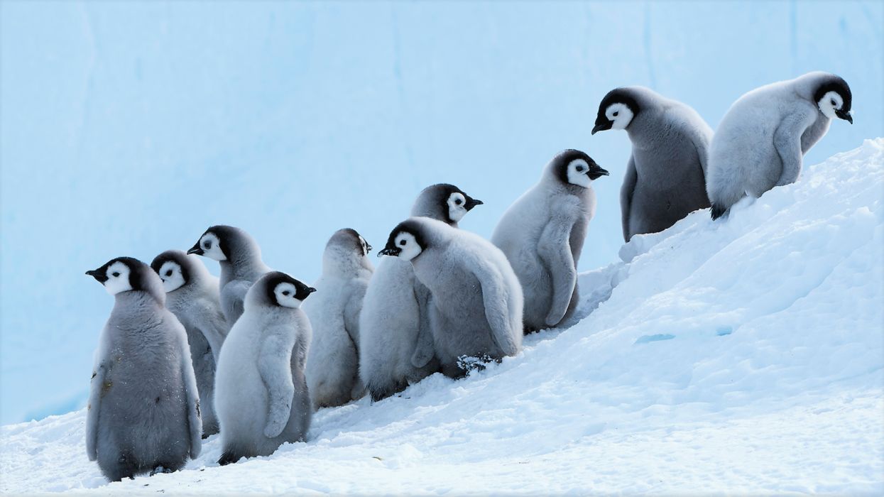 Animal Bird Chick Cute Emperor Penguin Penguin wallpaperx1080