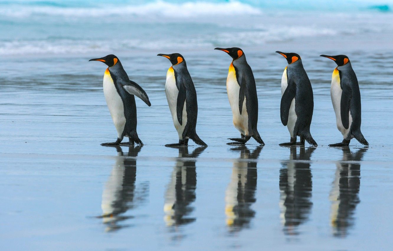 Wallpaper sea, beach, the ocean, pack, penguins, walk, Emperor penguin image for desktop, section животные