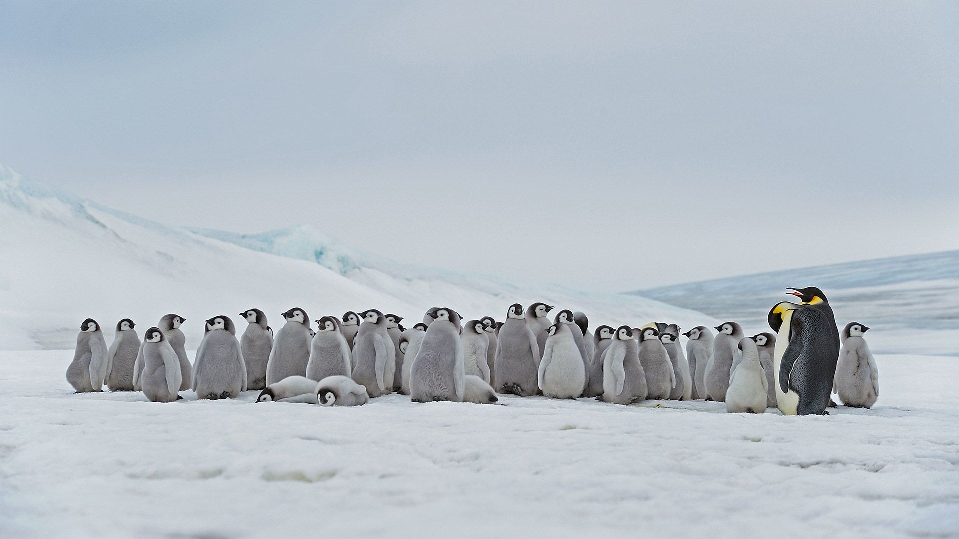 Emperor penguin adults and chicks at the Snow Hill Island rookery, Antarctica (Photo credit Ruegner) [1920x1080]