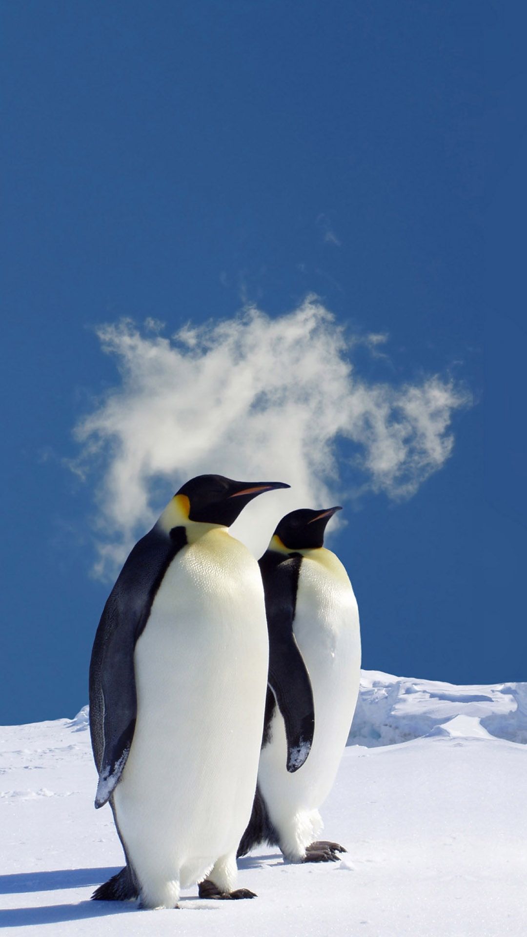Emperor Penguin Wallpaper iPhone HD Wallpaper