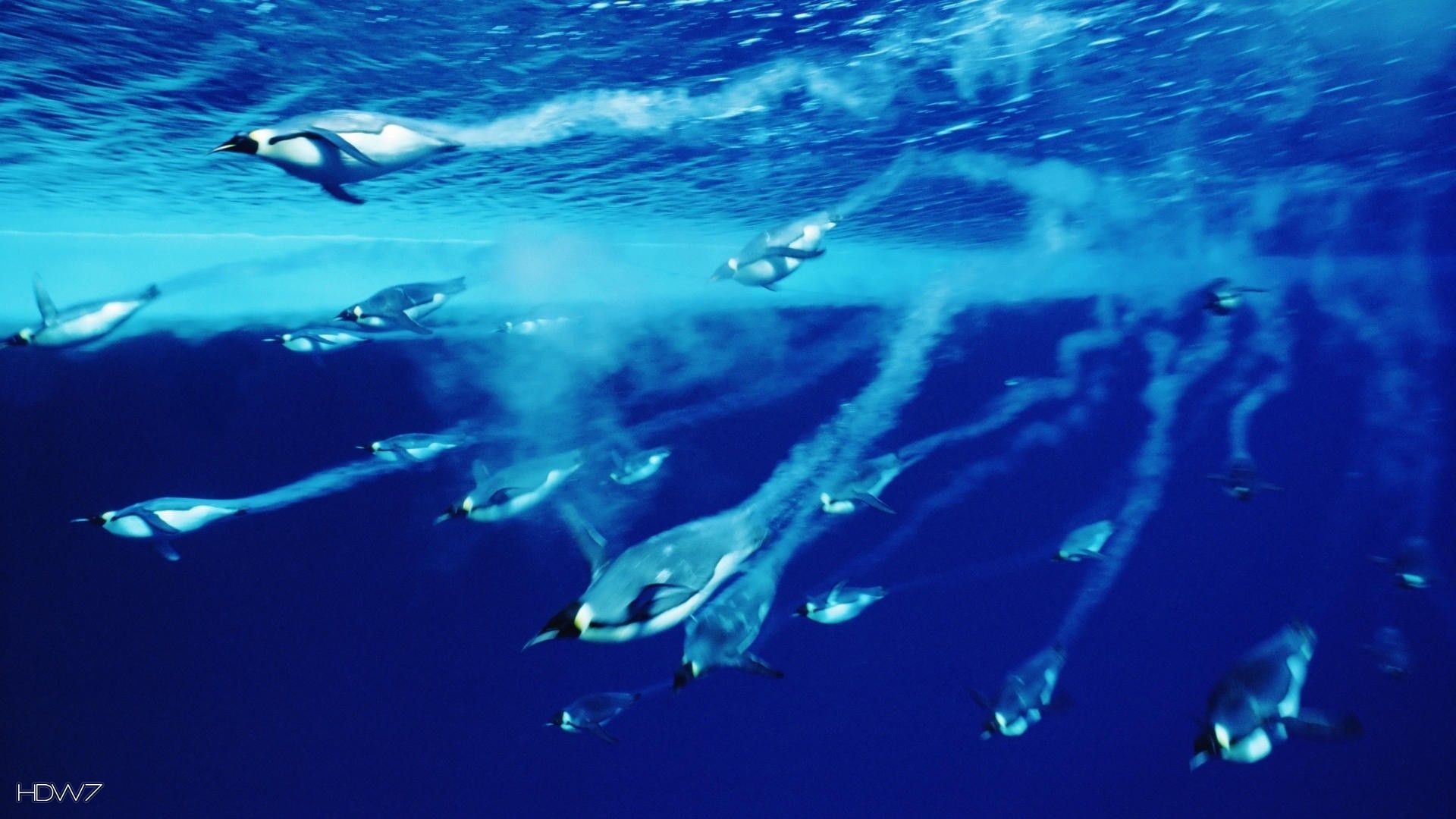 swimming emperor penguins antarctica wallpaper HD. HD wallpaper gallery