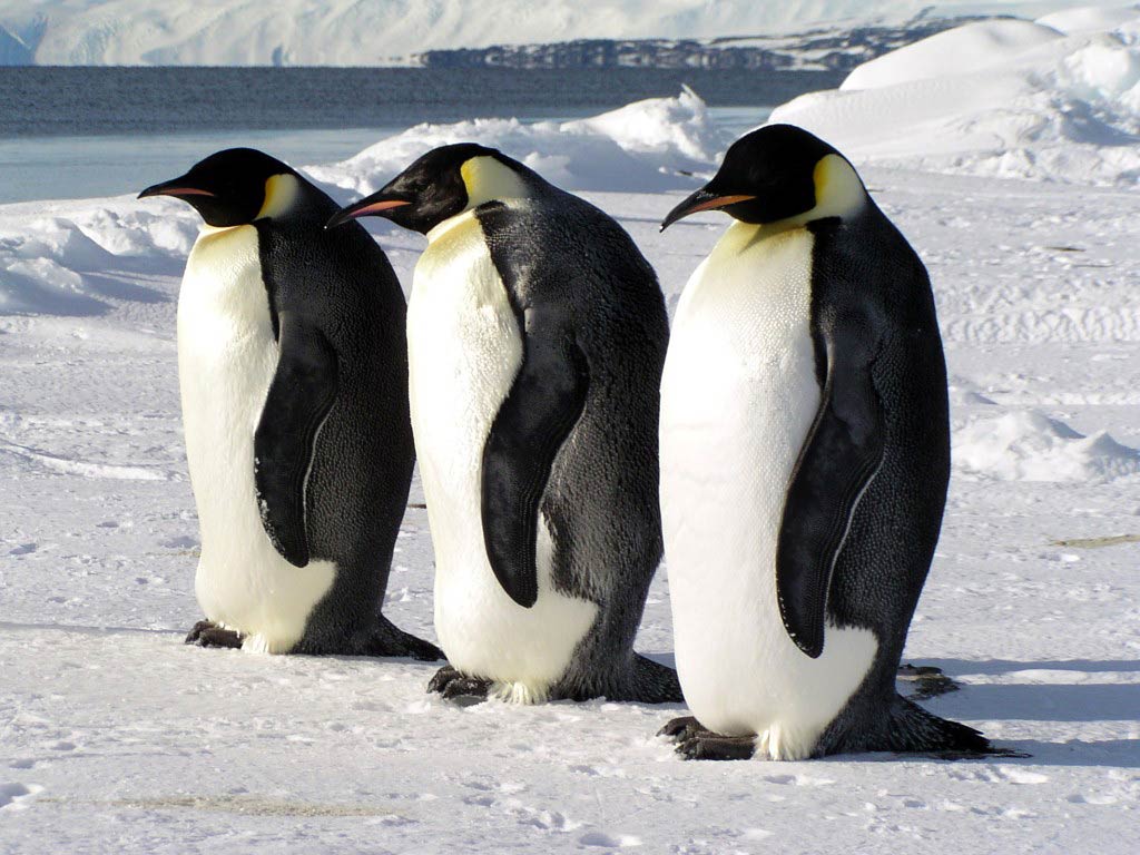 Emperor Penguin Wallpaper