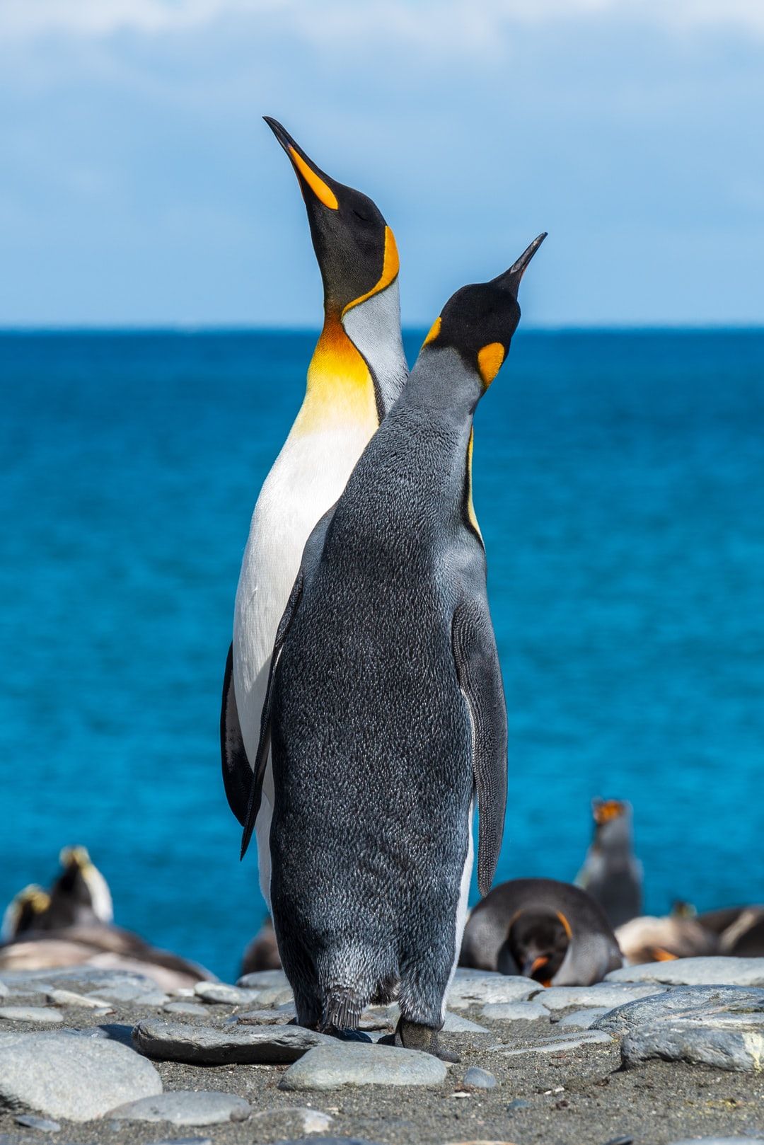 Best Penguin Picture [HD]. Download Free Image