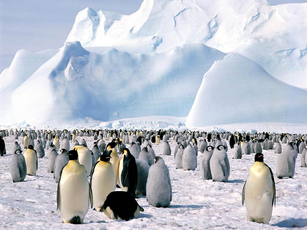 Free Emperor Penguin Wallpaper download