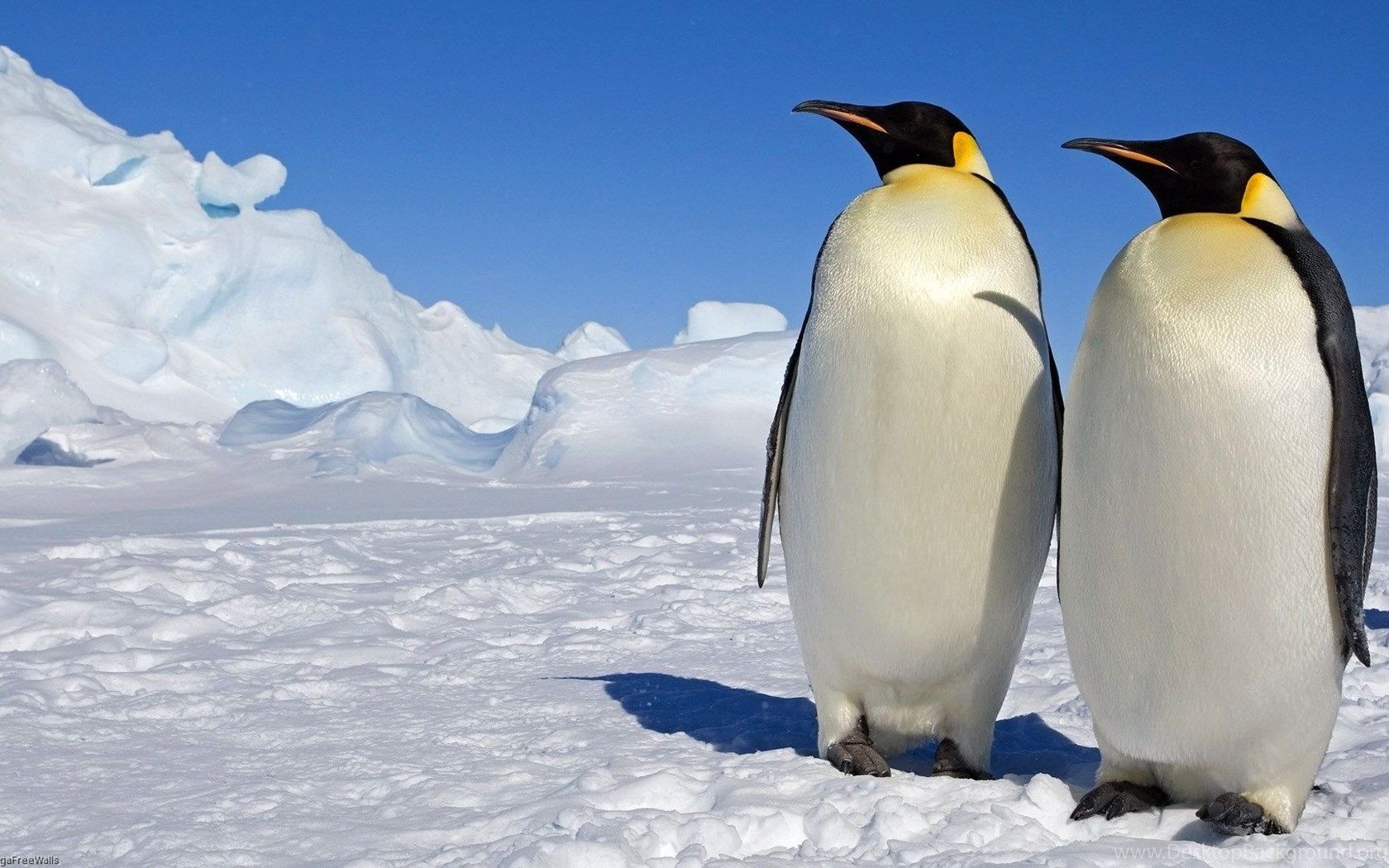 Emperor Penguin HD Wallpaper Desktop Background