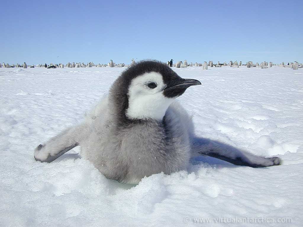 Penguin Wallpaper. Christmas Penguin Wallpaper, Funny Penguin Wallpaper and Batman Penguin Wallpaper