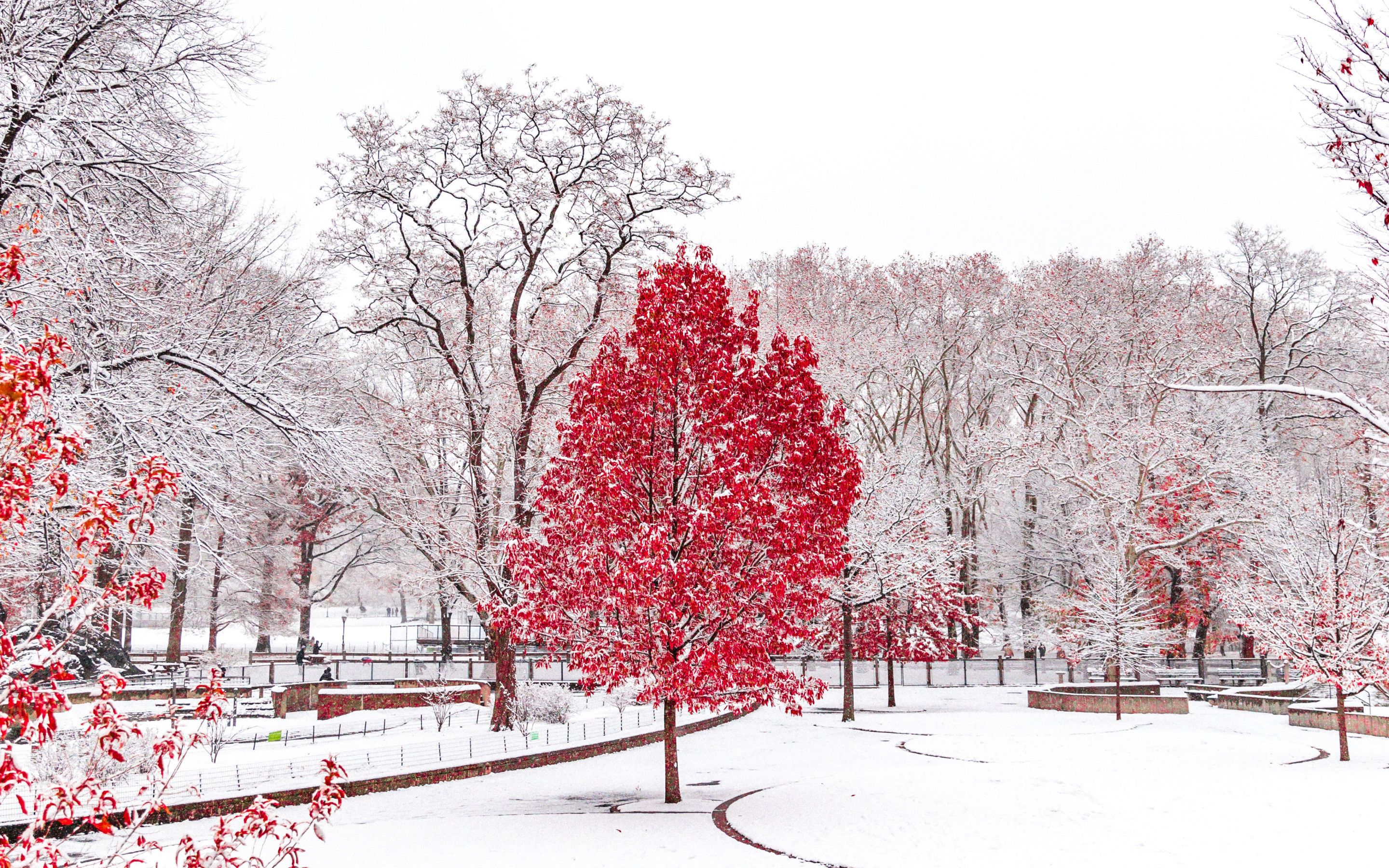 Winter Dual Desktop Background