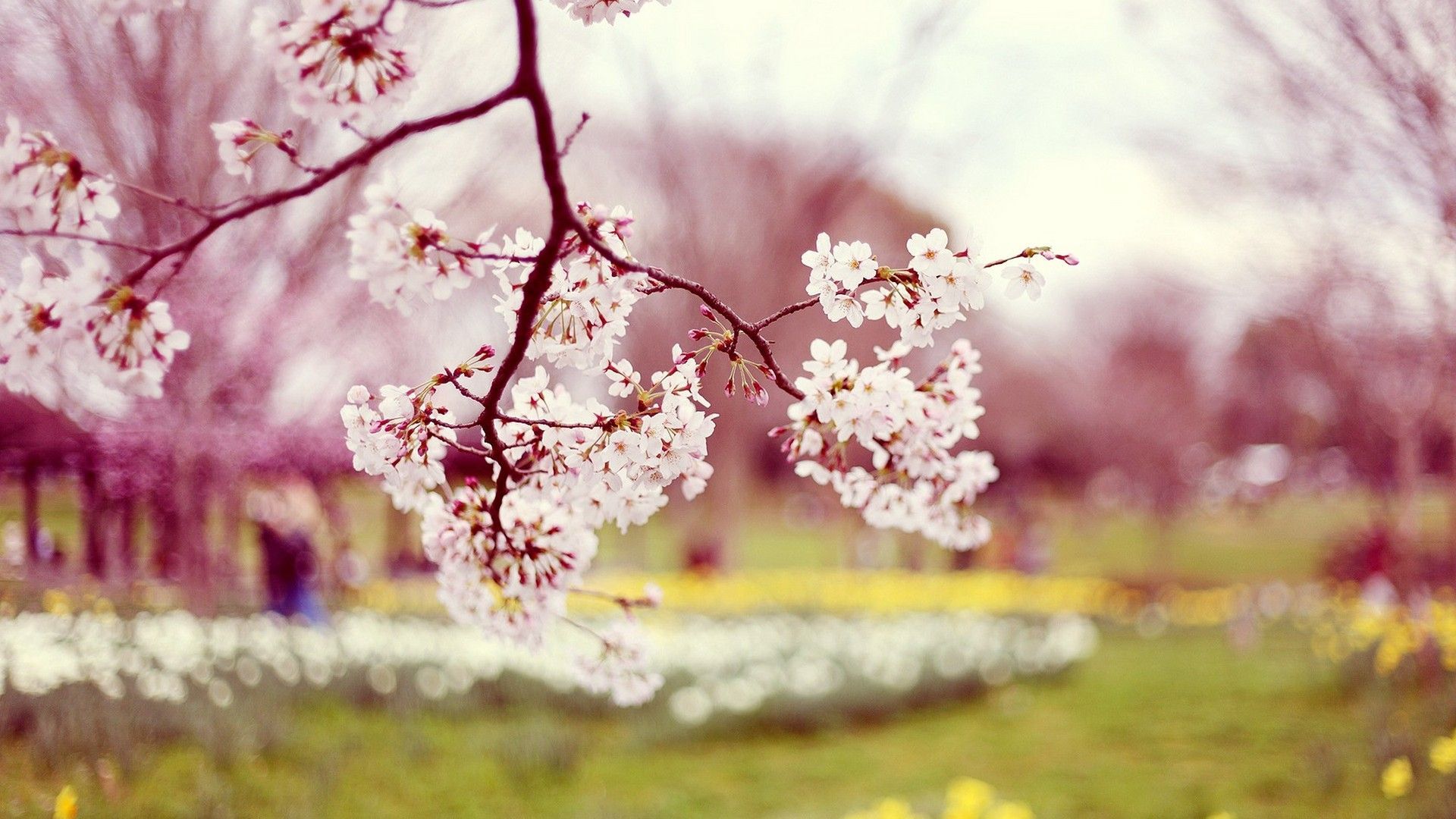 Desktop Wallpaper Beautiful Spring. Best HD Wallpaper. Spring wallpaper, Spring wallpaper hd, Picture of spring flowers