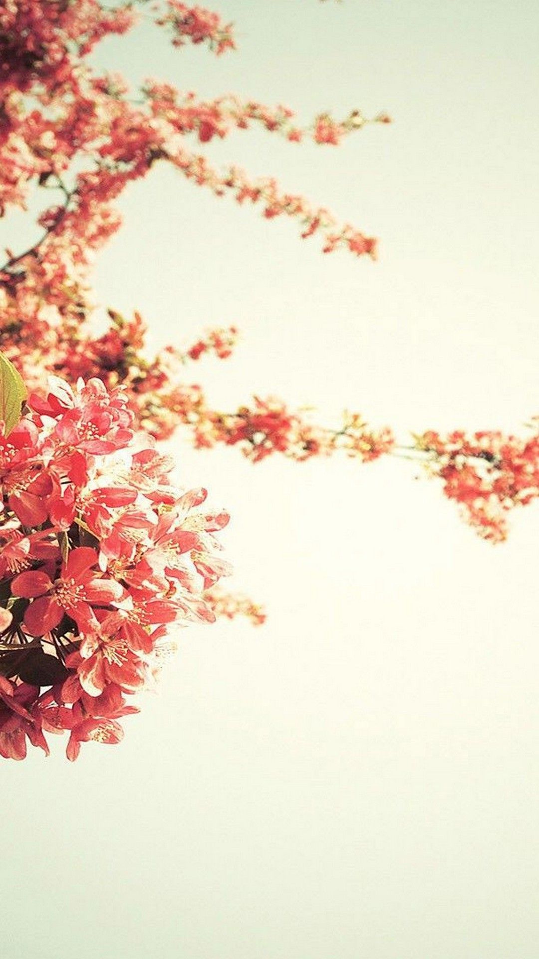 Spring Season Wallpaper For Phone. Best HD Wallpaper. Cute wallpaper, Phone wallpaper, HD cute wallpaper