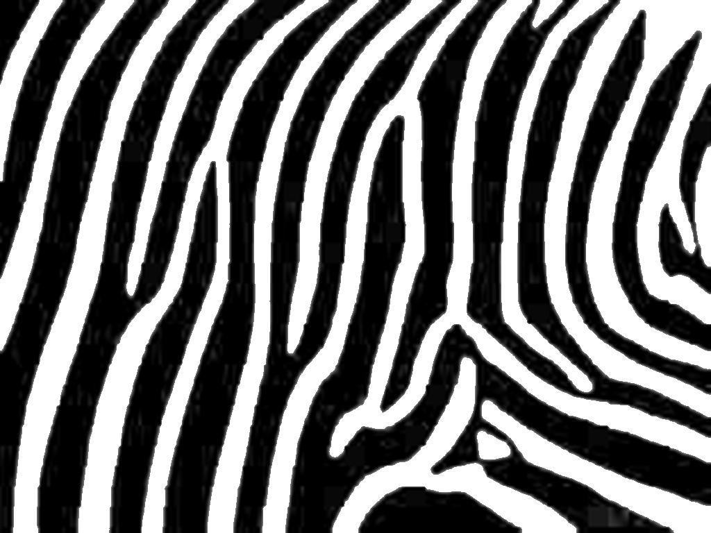 Zebra Print wallpaperx768