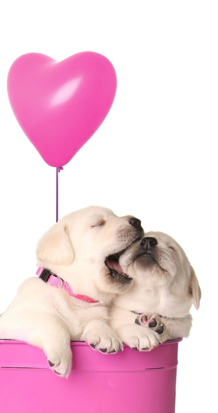 Valentine Puppies HD Wallpaper