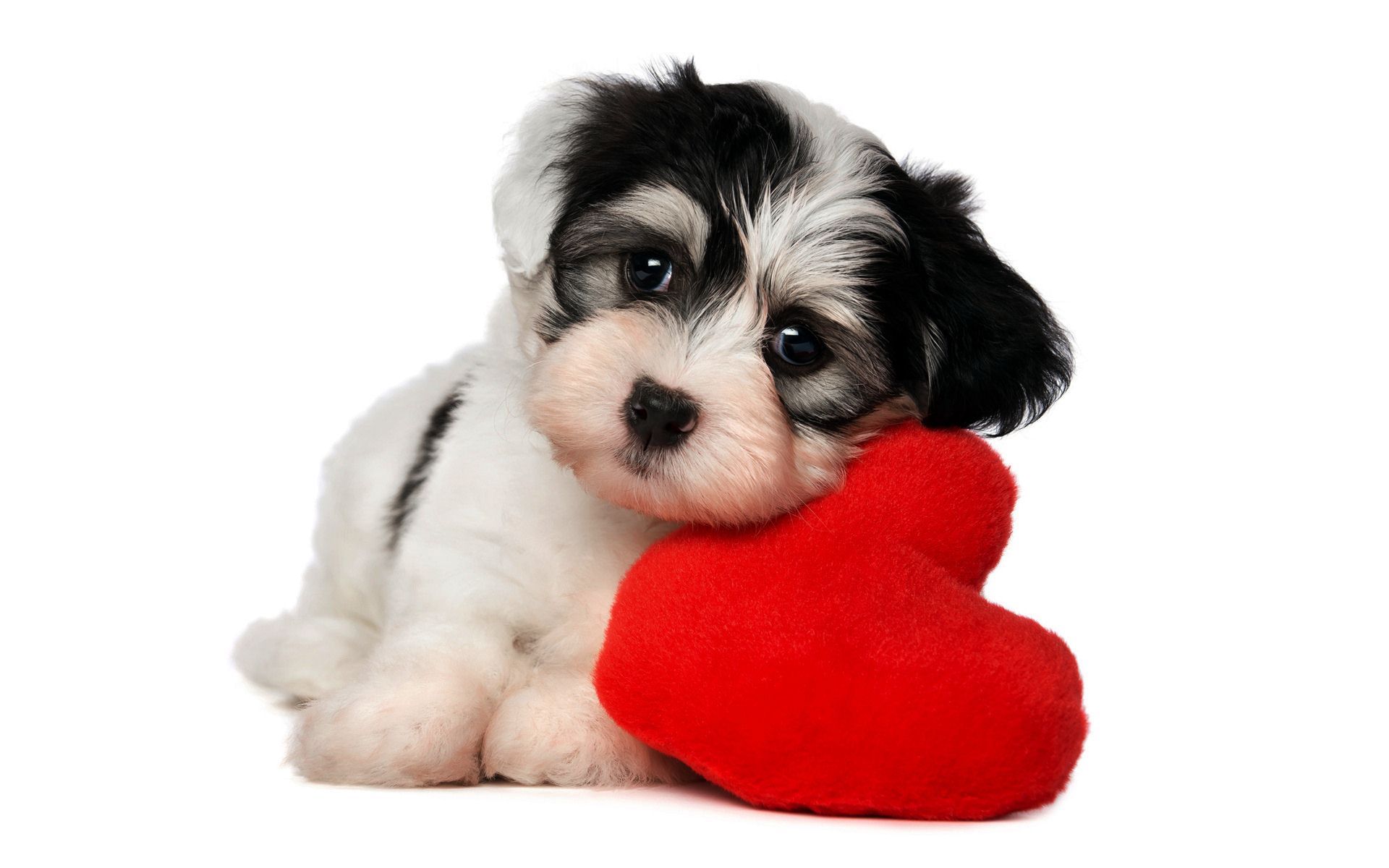 Cute Cute Puppy Valentines Day HD Wallpaper