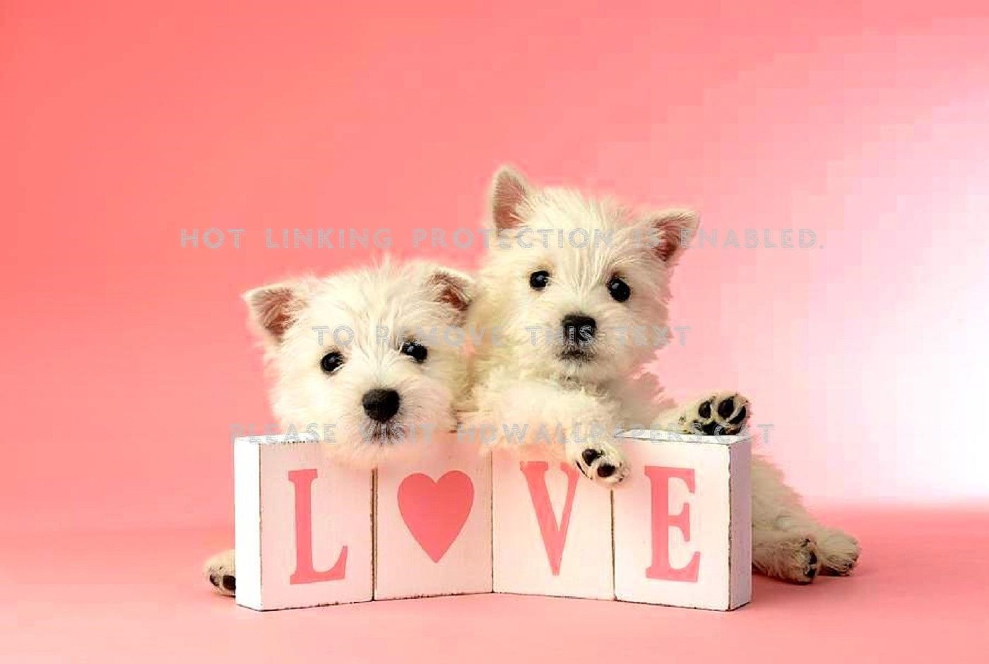 Valentines Puppy Love Adorable Colors Cute HD Wallpaper HD Wallpaper