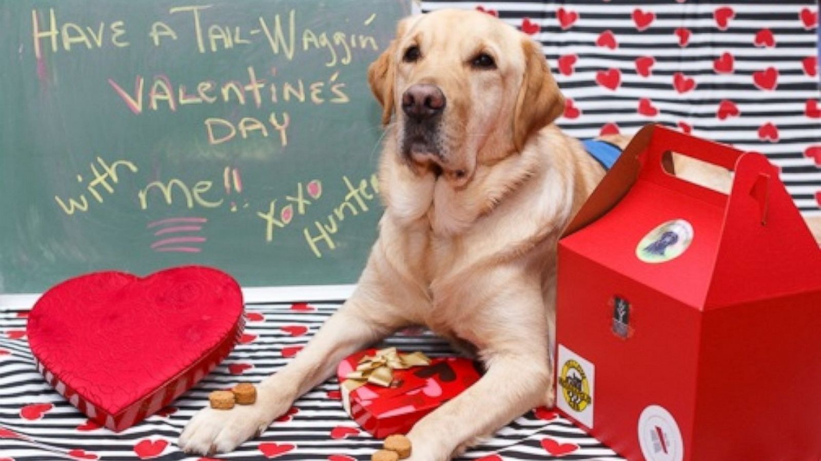 Service dogs trained by inmates deliver Valentine's Day treats
