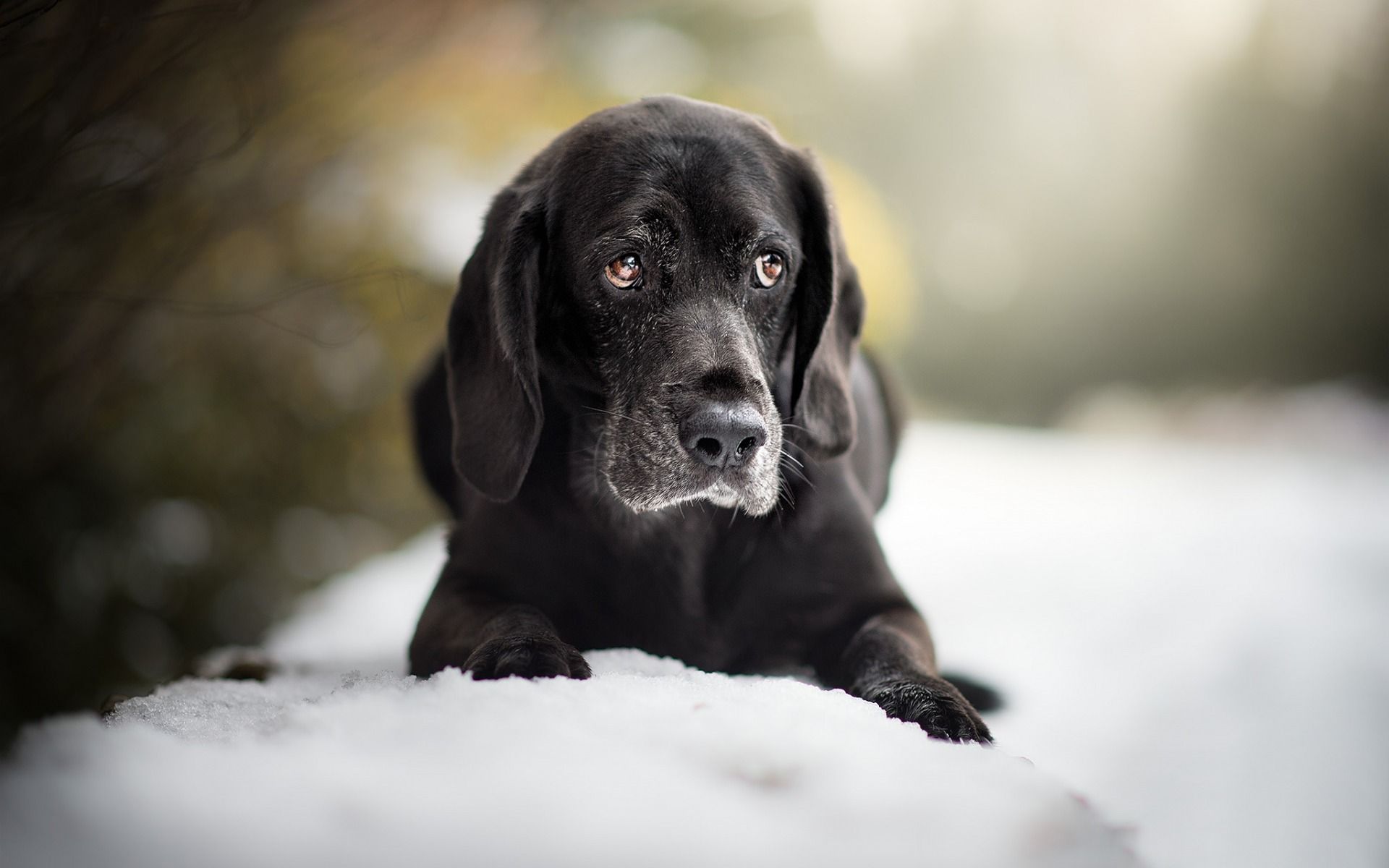 Download wallpaper black labrador, retriever, black puppy, breed dog, pets, winter, snow for desktop with resolution 1920x1200. High Quality HD picture wallpaper
