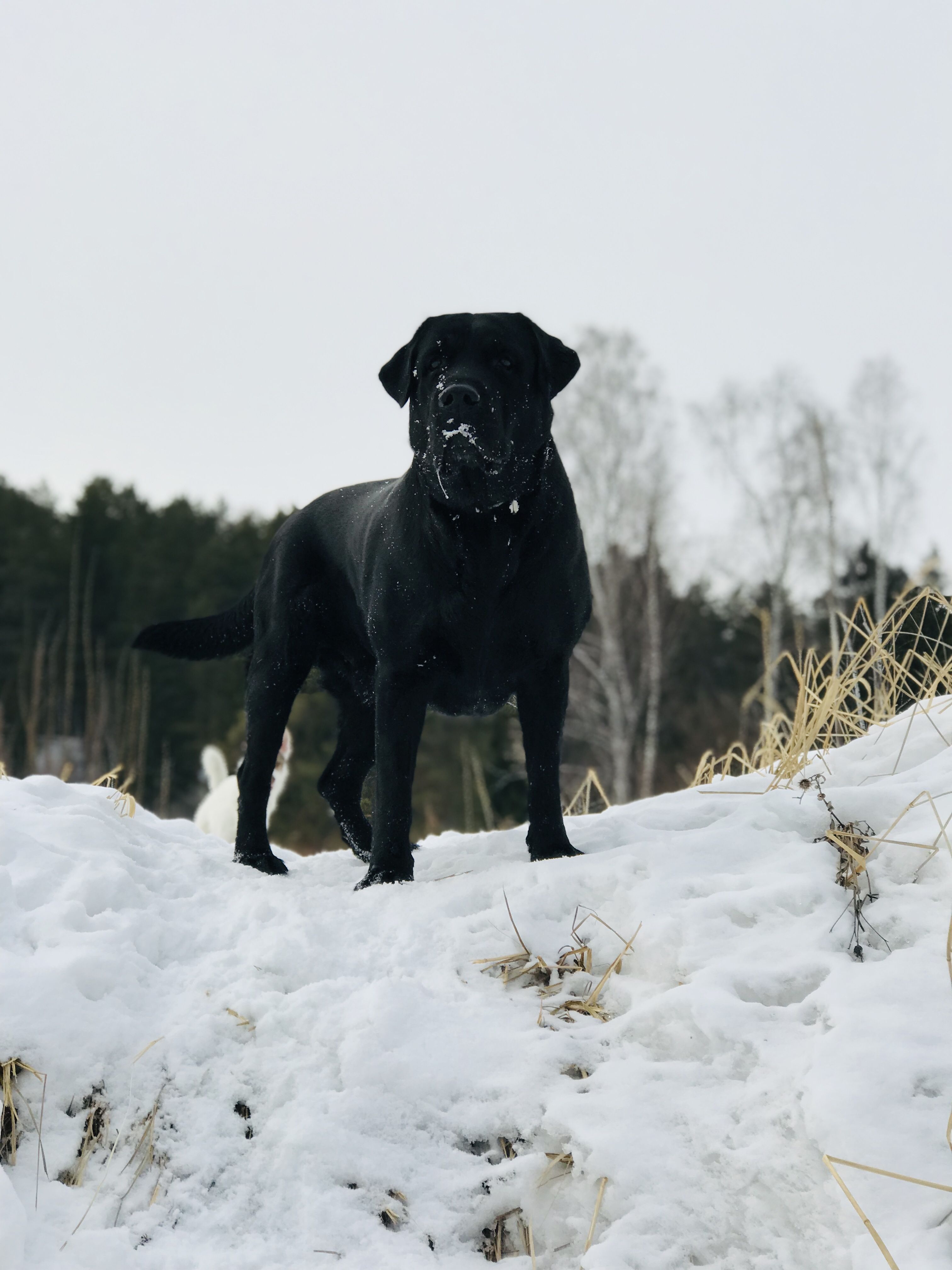 Black Labrador. Labrador retriever, Black labrador retriever, Dog breeds