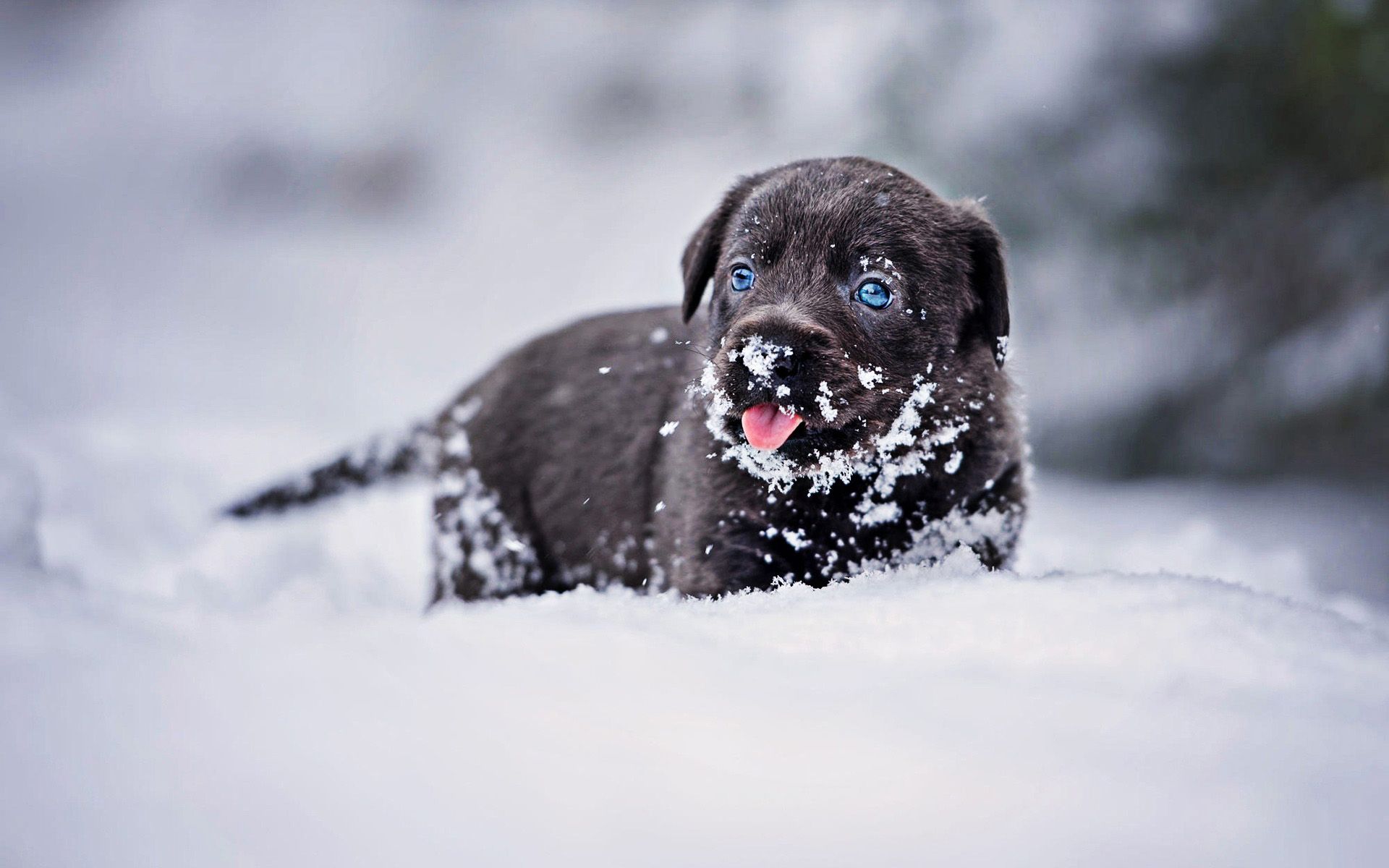 Download wallpaper black labrador, winter, snowdrifts, retriever, pets, puppy with blue eyes, black dog, small labrador, cute animals, black retriever, labradors for desktop with resolution 1920x1200. High Quality HD picture wallpaper