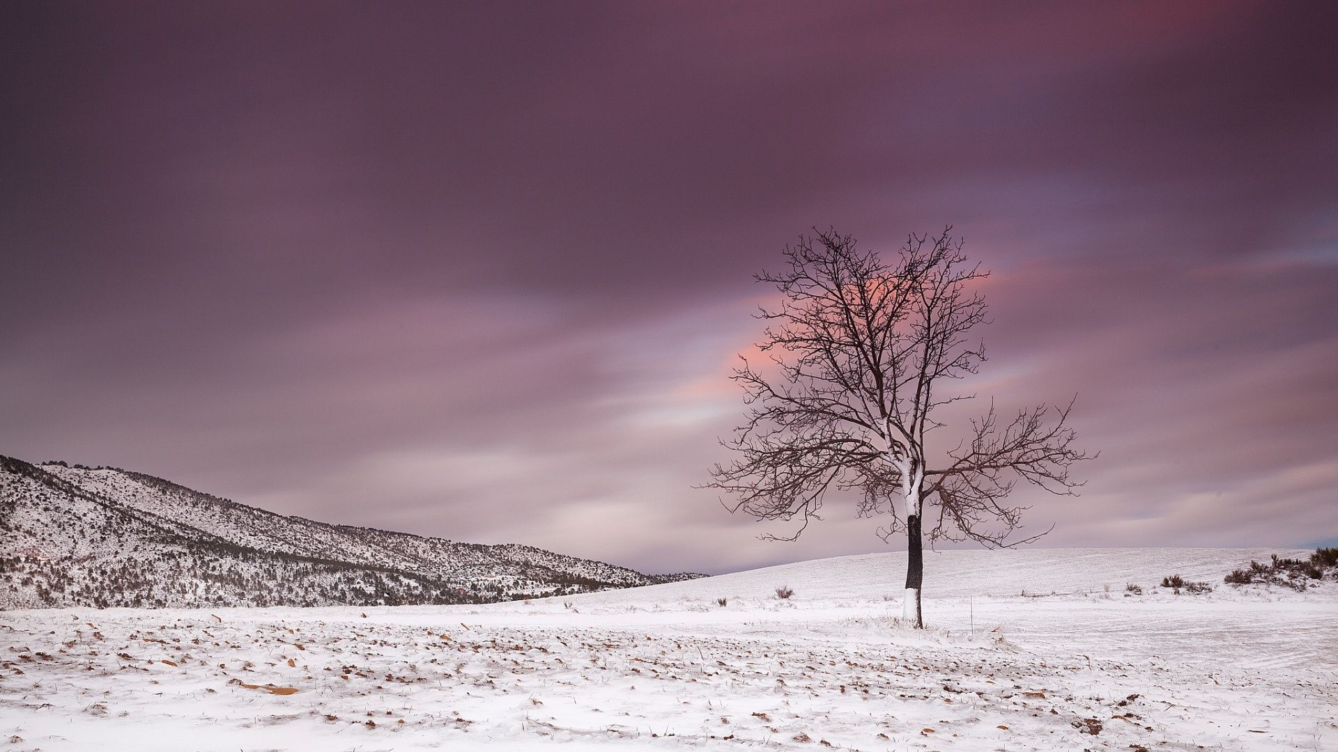 Alone Frozen Tree In Winter Snowy Wallpaper
