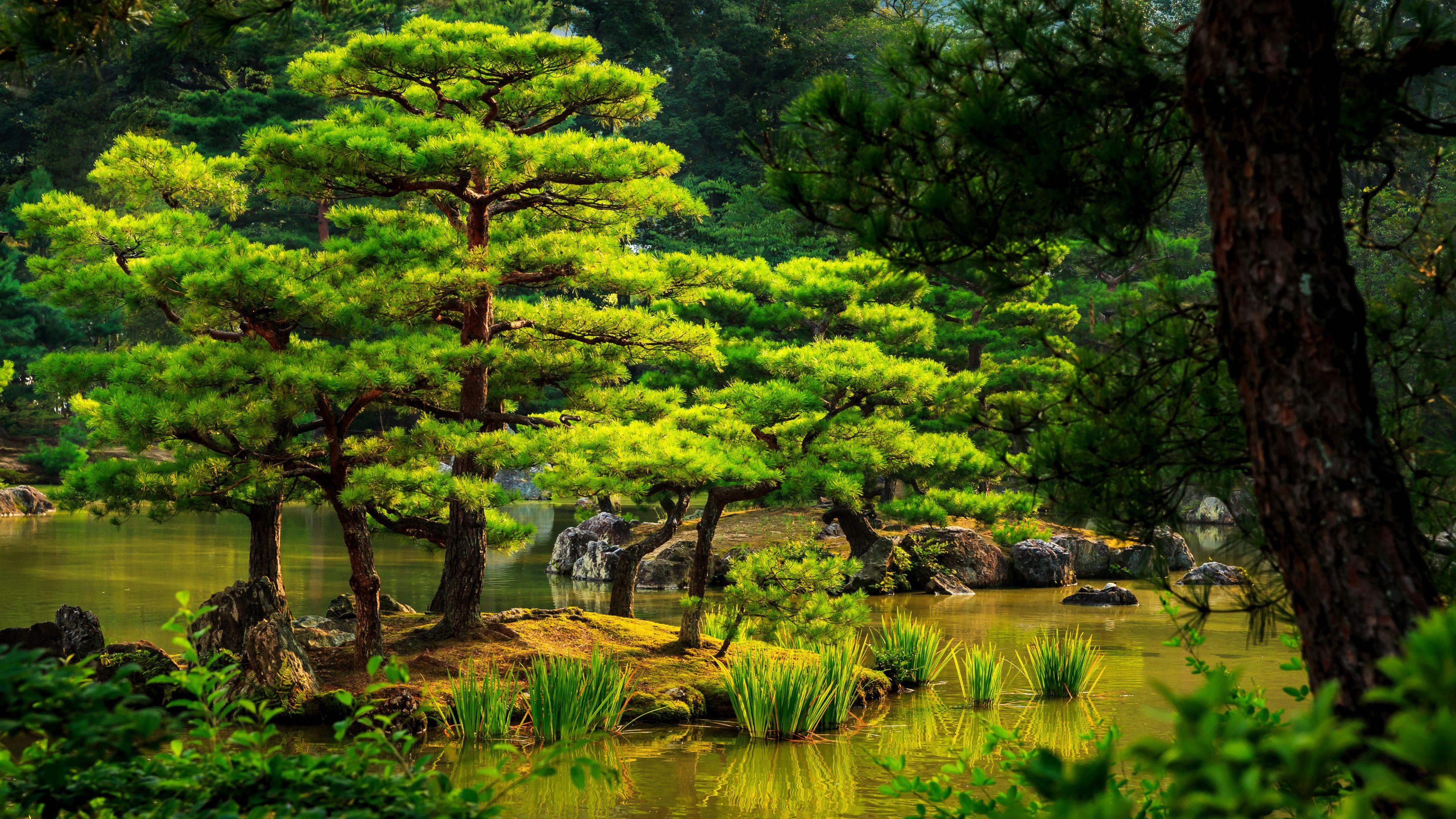 Water, Nature Reserve, Botanical Garden, Japanese Garden, Wallpaper Base Japan
