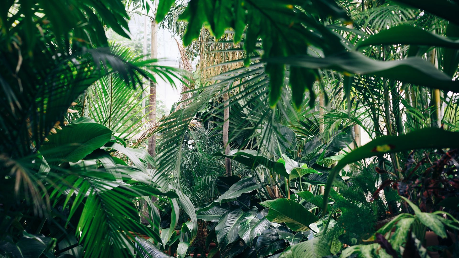 Wallpaper Plants, Botanical Garden, Greenhouse, Green Plants Wallpaper & Background Download