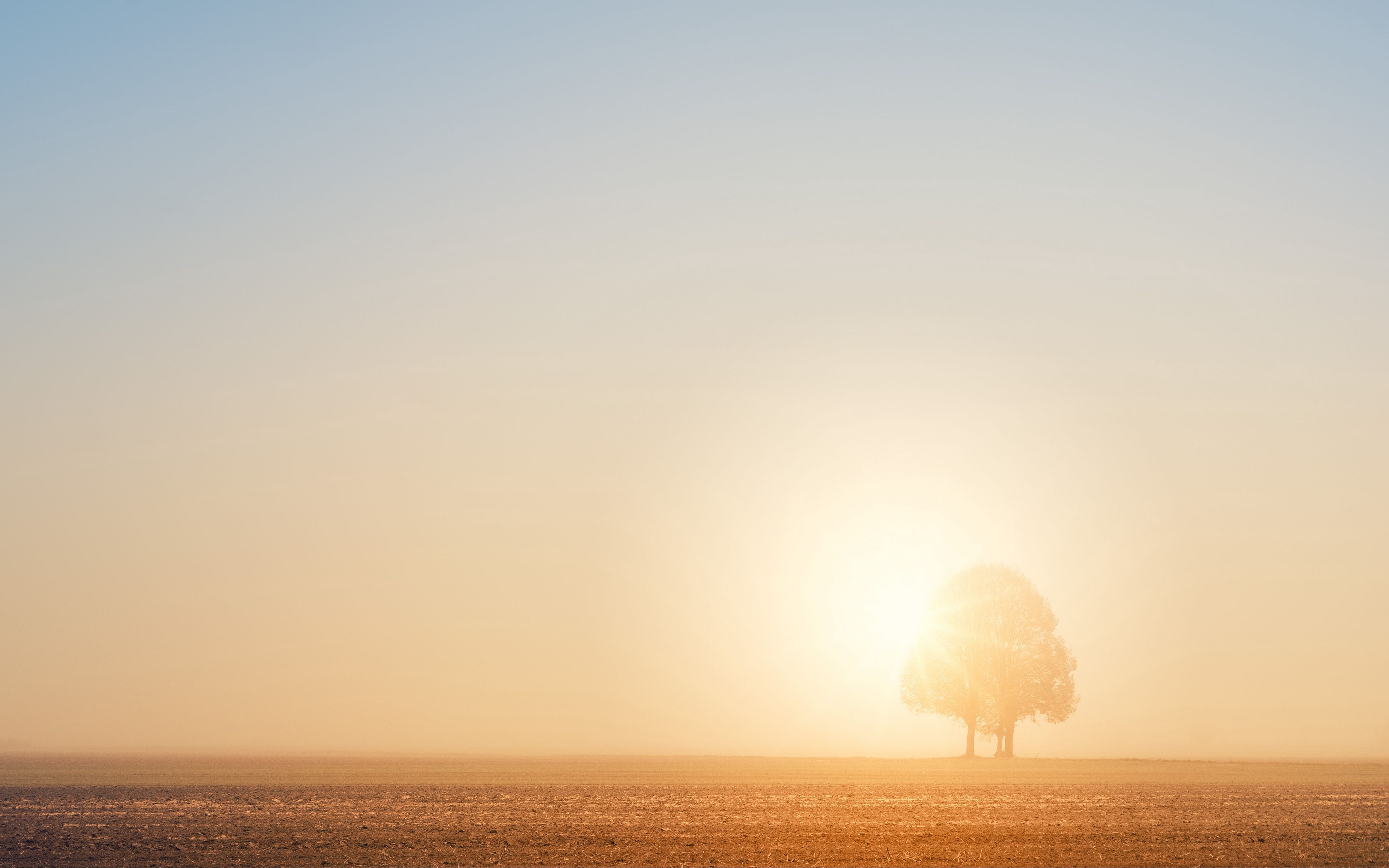 Download wallpaper 3840x2400 tree, field, dawn, sun, bright, sunlight 4k ultra HD 16:10 HD background