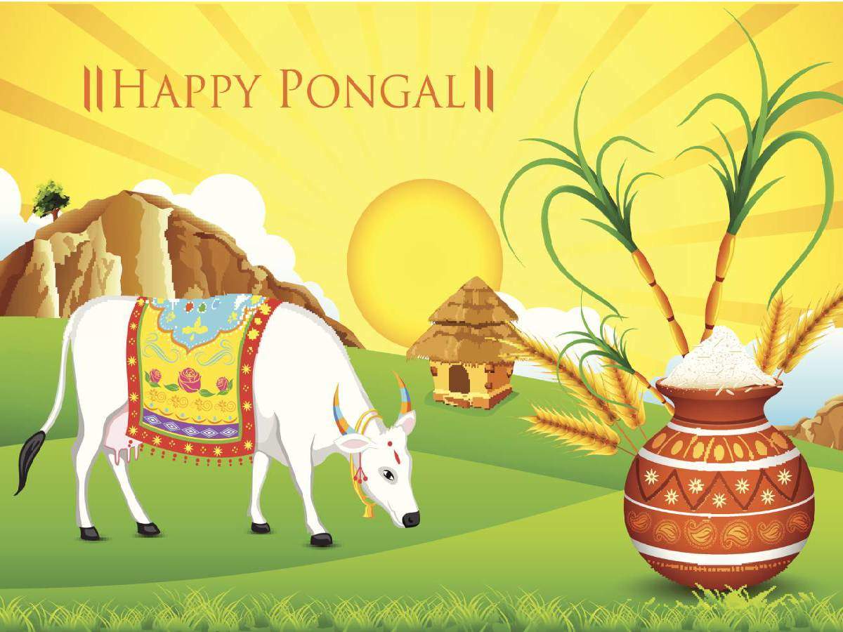 Happy Pongal 2021: Image, Wishes, Messages, Quotes, Cards, Greetings, Picture, GIFs and Wallpaper of India
