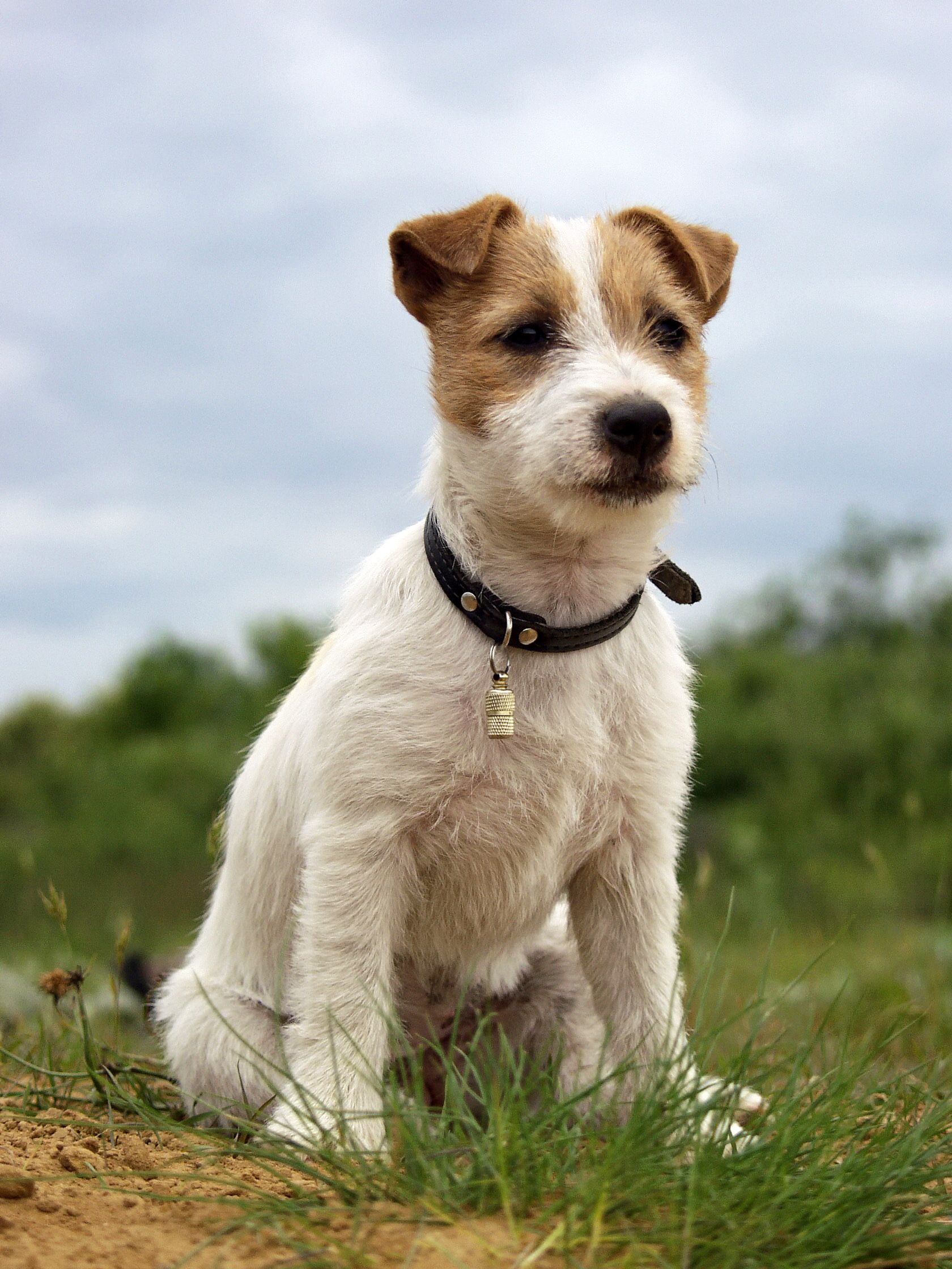 Parson Jack Russell Wallpapers - Wallpaper Cave