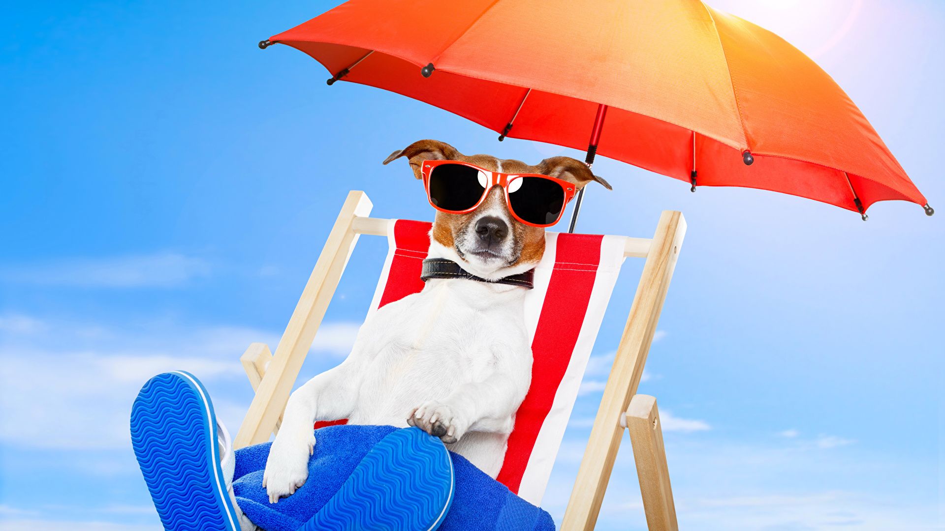 Parson Jack Russell Wallpapers - Wallpaper Cave