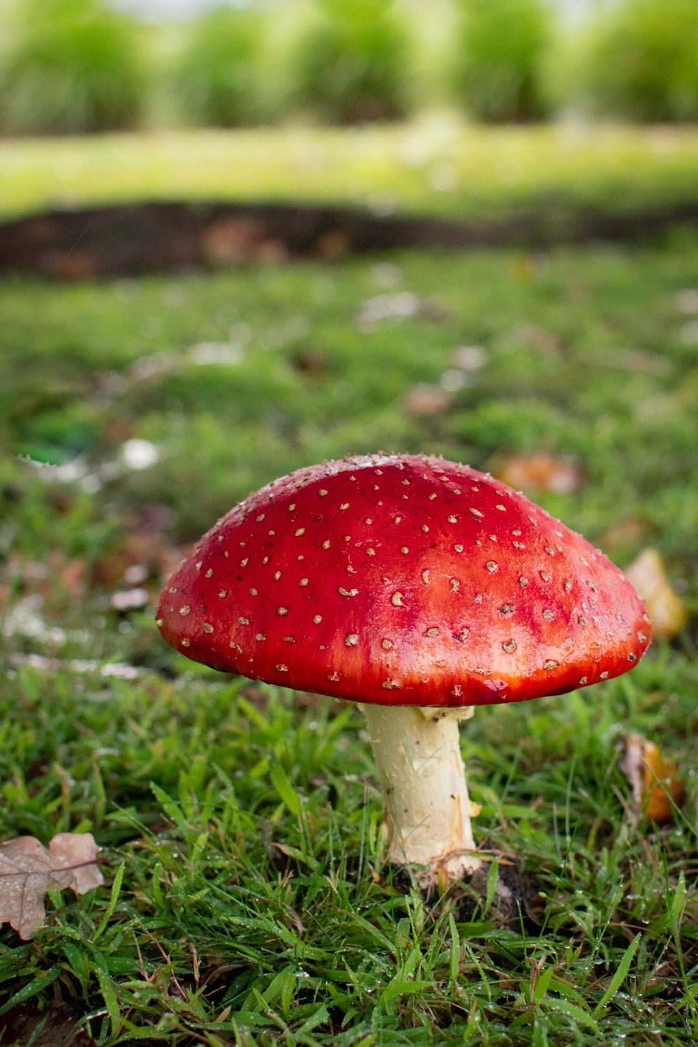 Colour Mushrooms HD Wallpapers - Wallpaper Cave