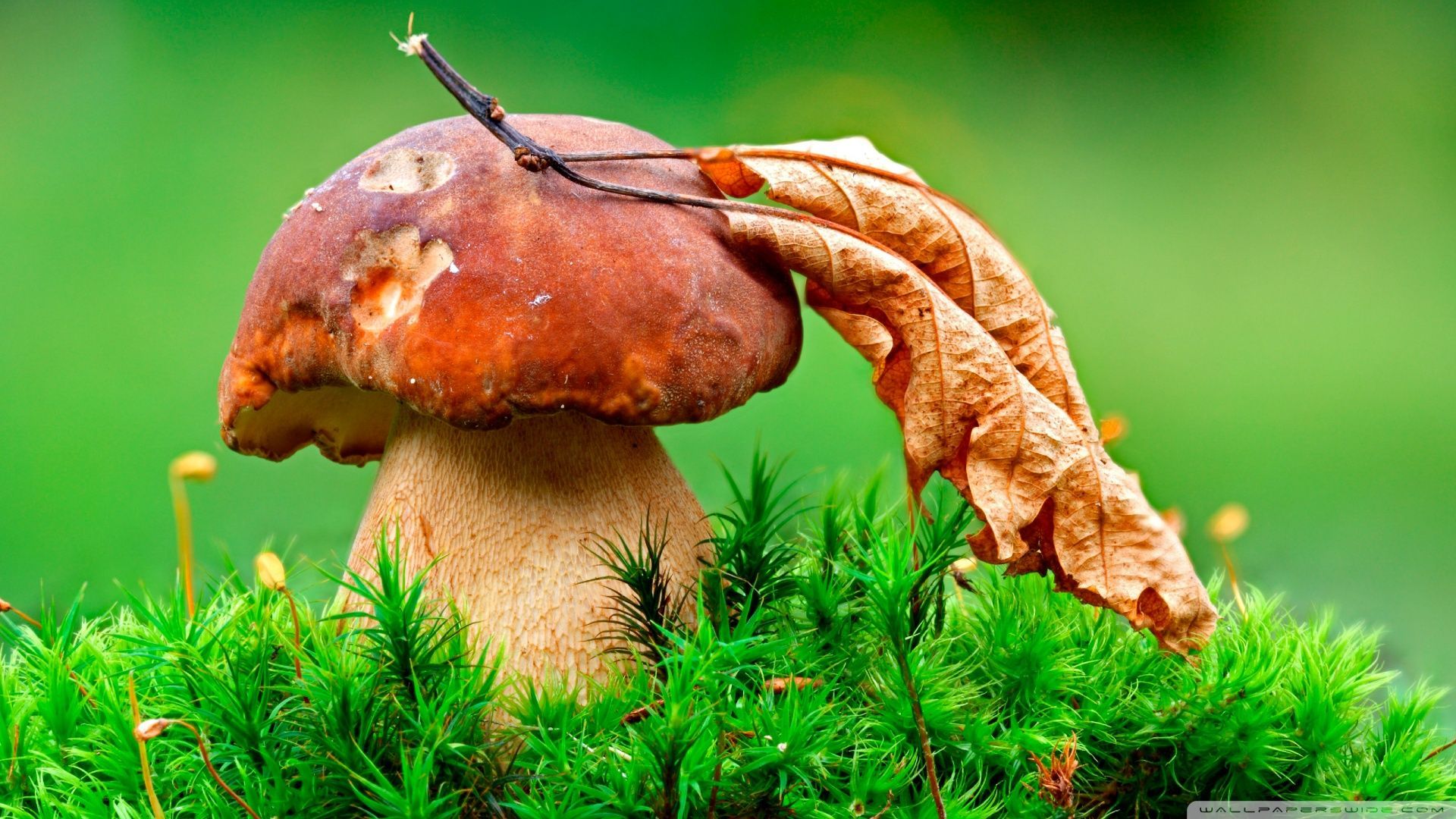 HD 1080P Mushroom Wallpaper