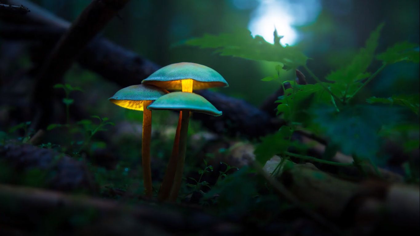 Spice up your fall photography with glowing mushrooms: here's how to shoot and edit them