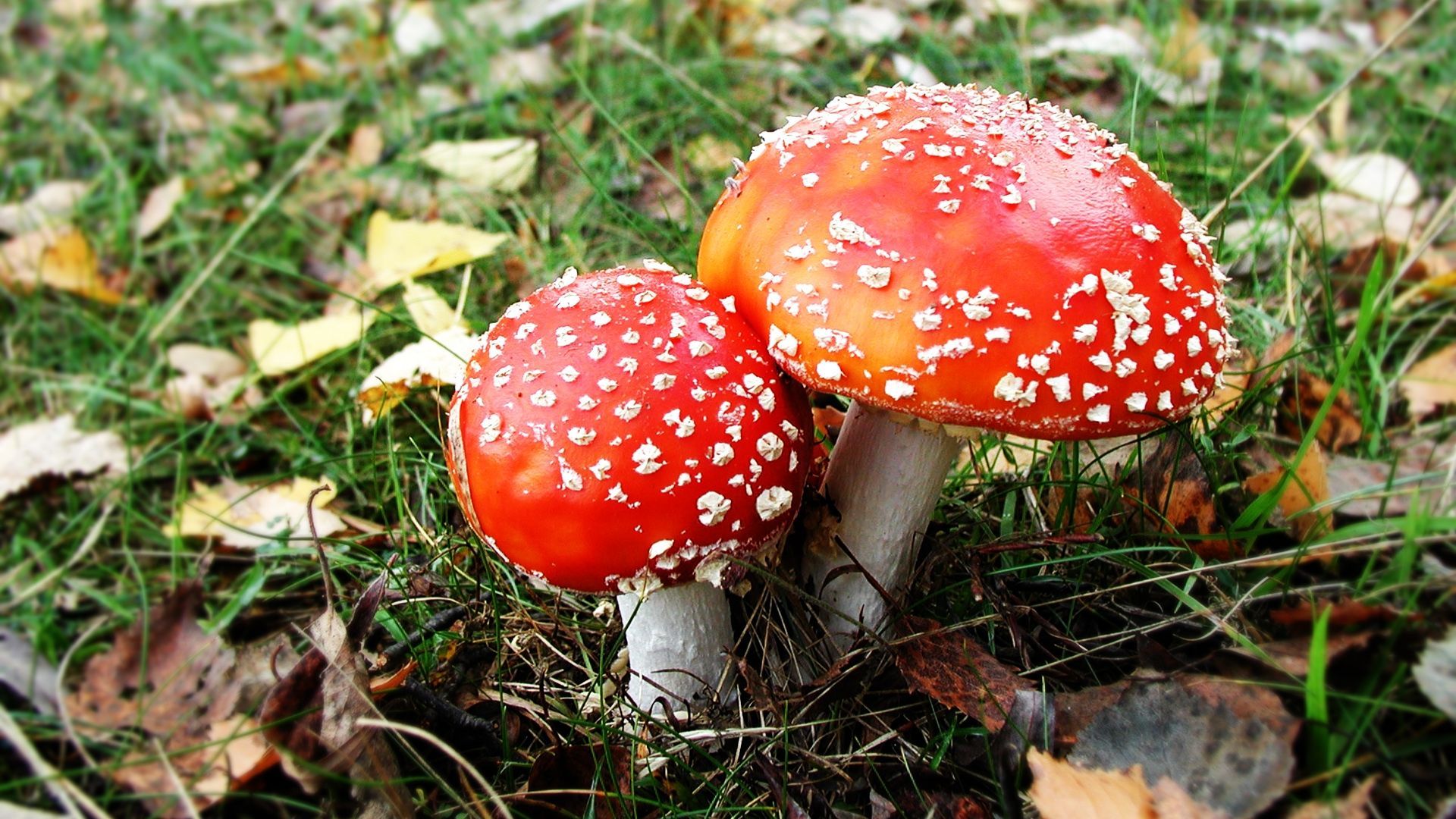 Colour Mushrooms HD Wallpapers - Wallpaper Cave