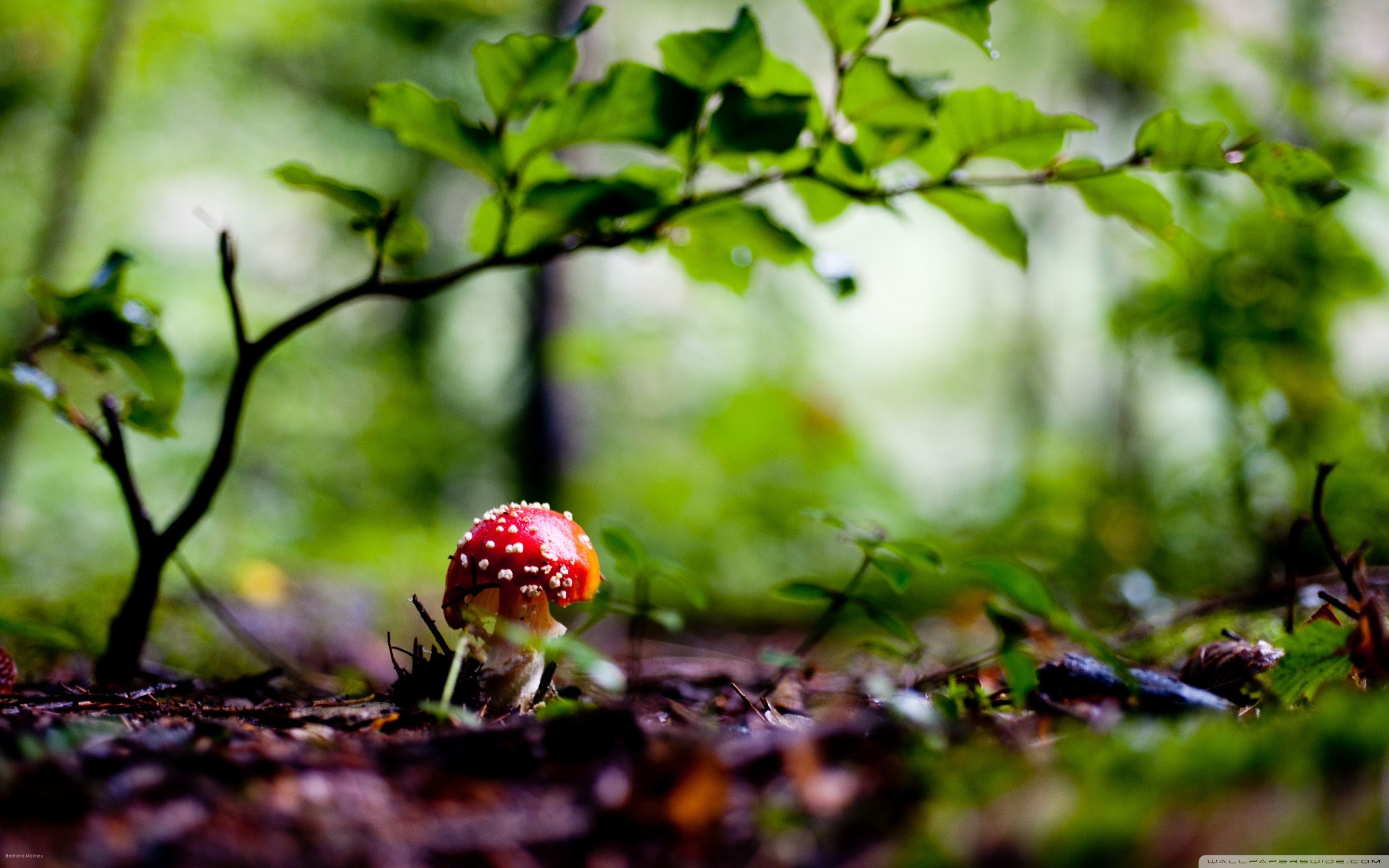 Cute Mushroom Wallpaper