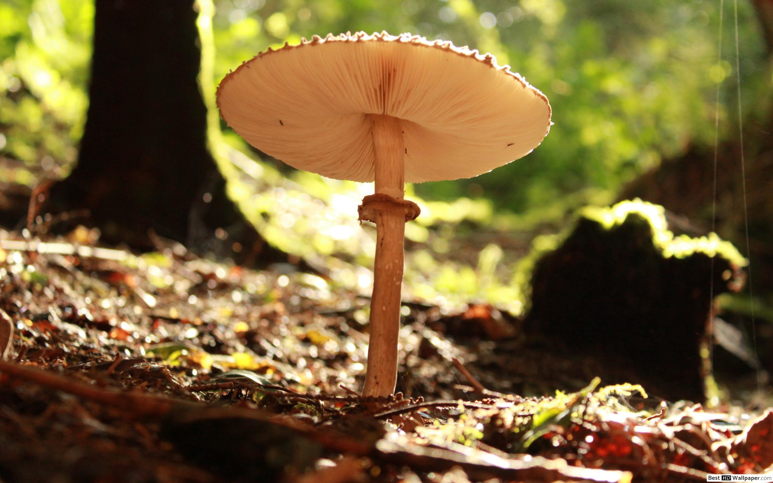 Umbrella like Mushroom HD wallpaper download