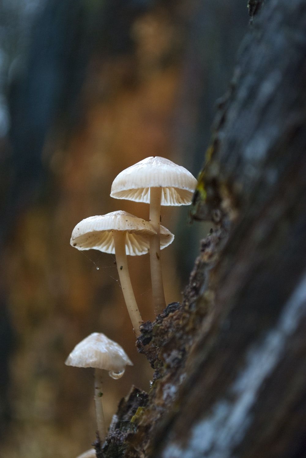 Fungi Picture. Download Free Image