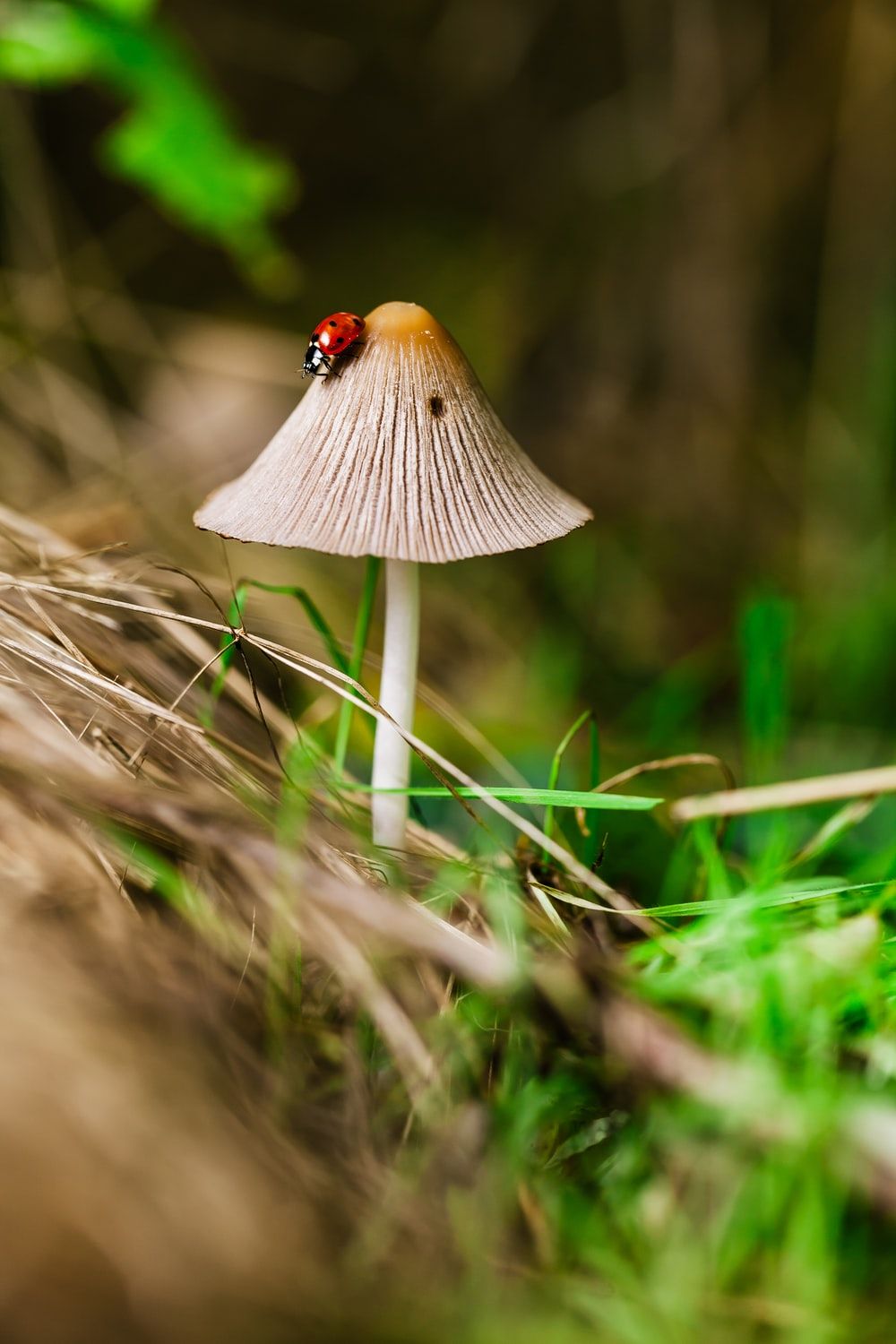 Mushroom Picture [HD]. Download Free Image