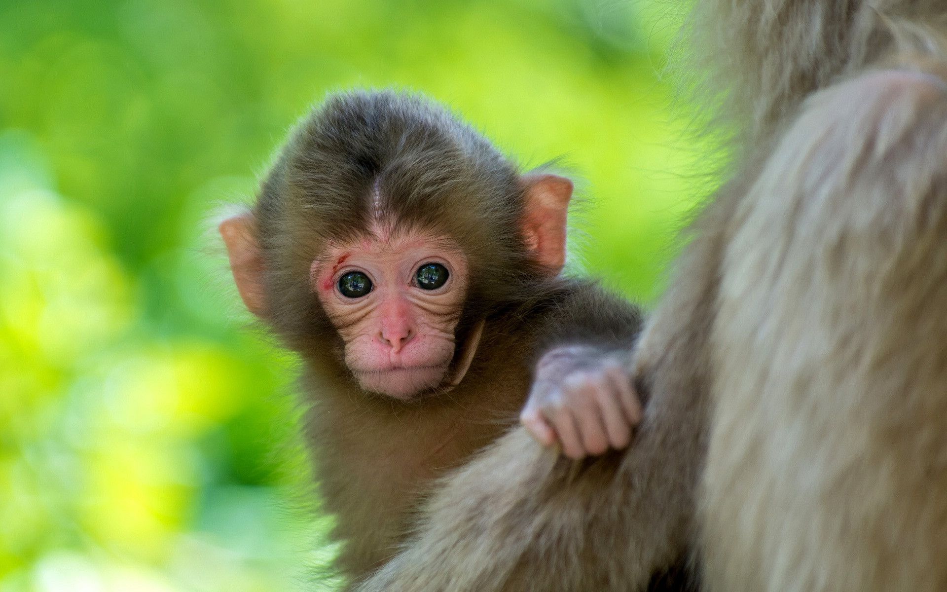 Ideas For Full HD Cute Monkey Image HD