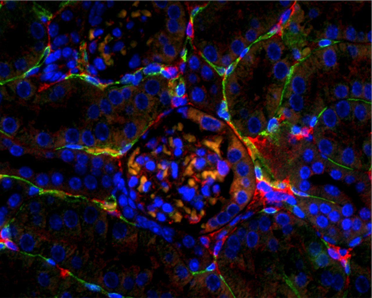 Cell Biology Wallpaper