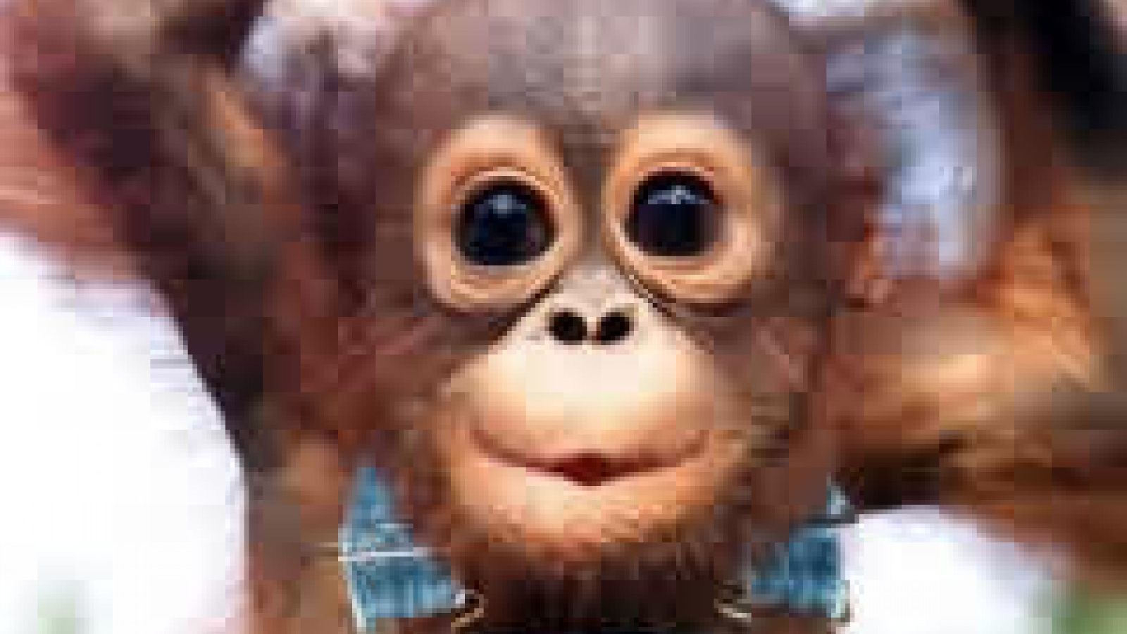 Free download Cute Baby Monkey HD Wallpaper Background Image [1600x1200] for your Desktop, Mobile & Tablet. Explore Cute Monkeys Wallpaper. Cute Monkeys Wallpaper, Wallpaper Monkeys, Monkeys Wallpaper