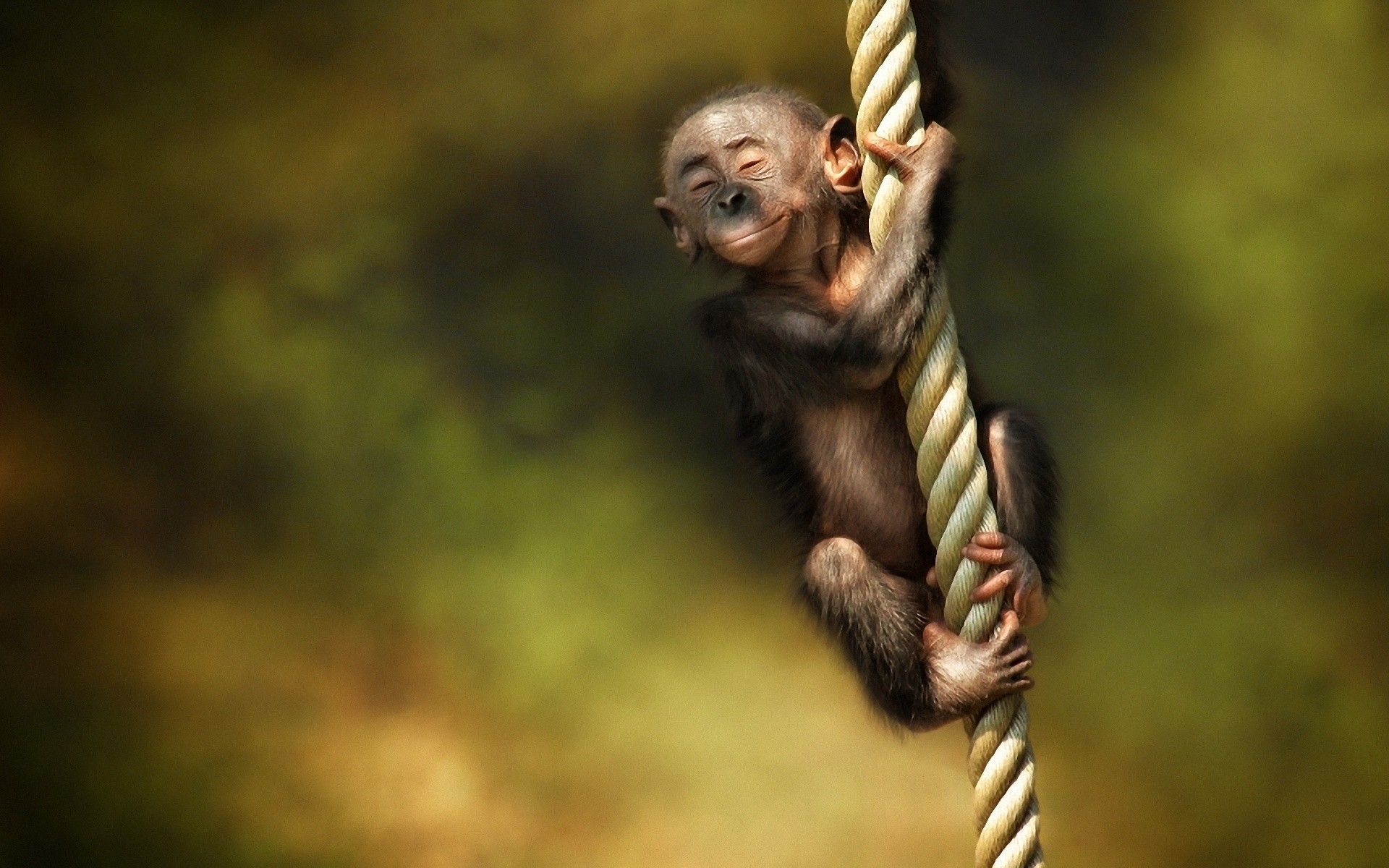 Cute Monkey Wallpaper HD