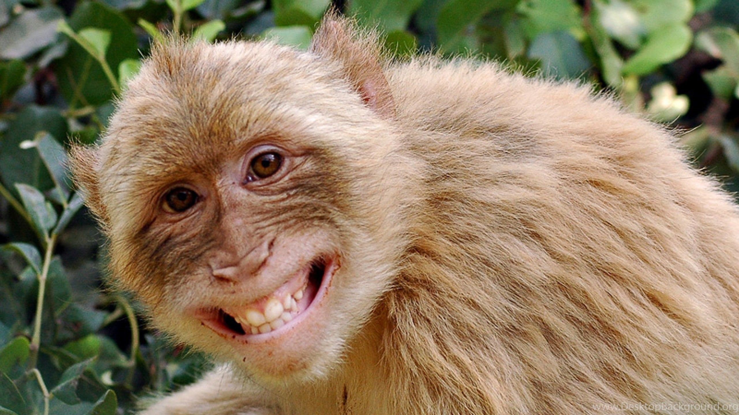 Cute Monkey Background Desktop Background