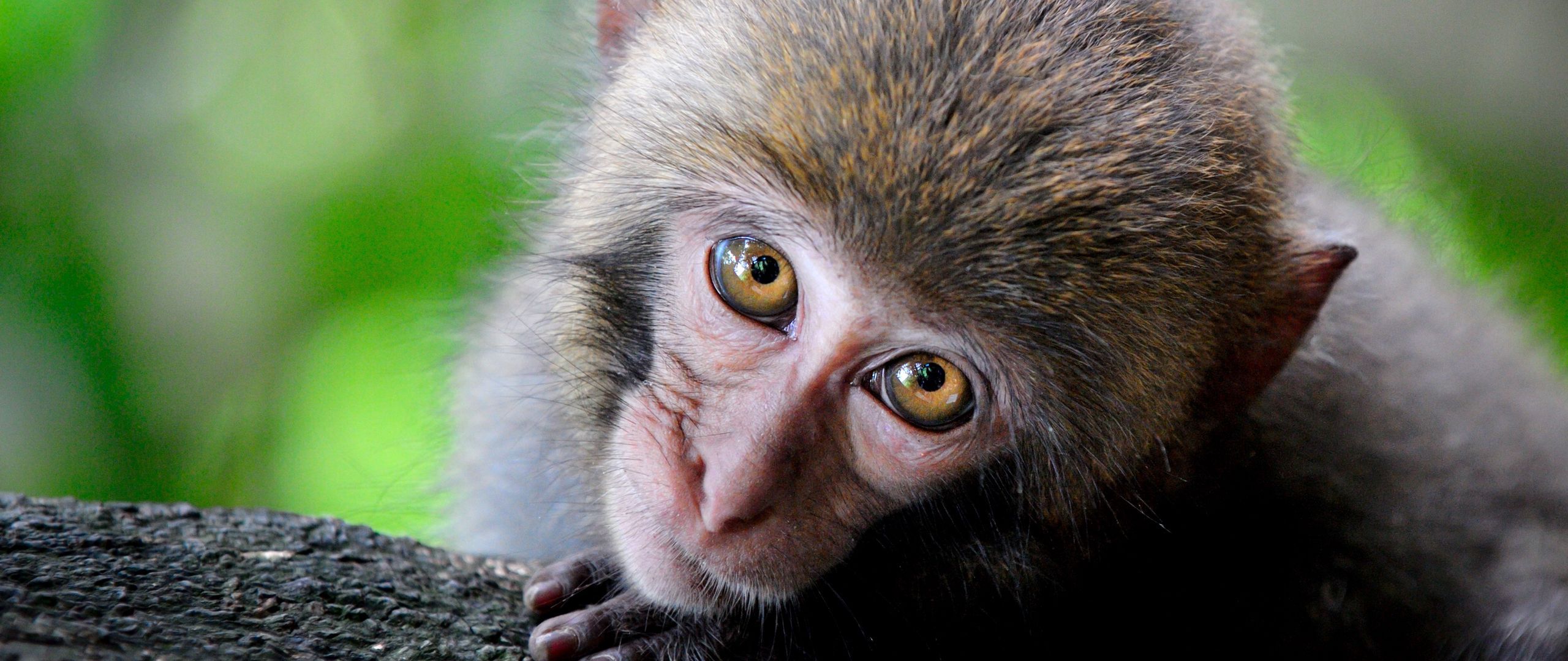 Download wallpaper 2560x1080 monkey, cute, look, primate dual wide 1080p HD background